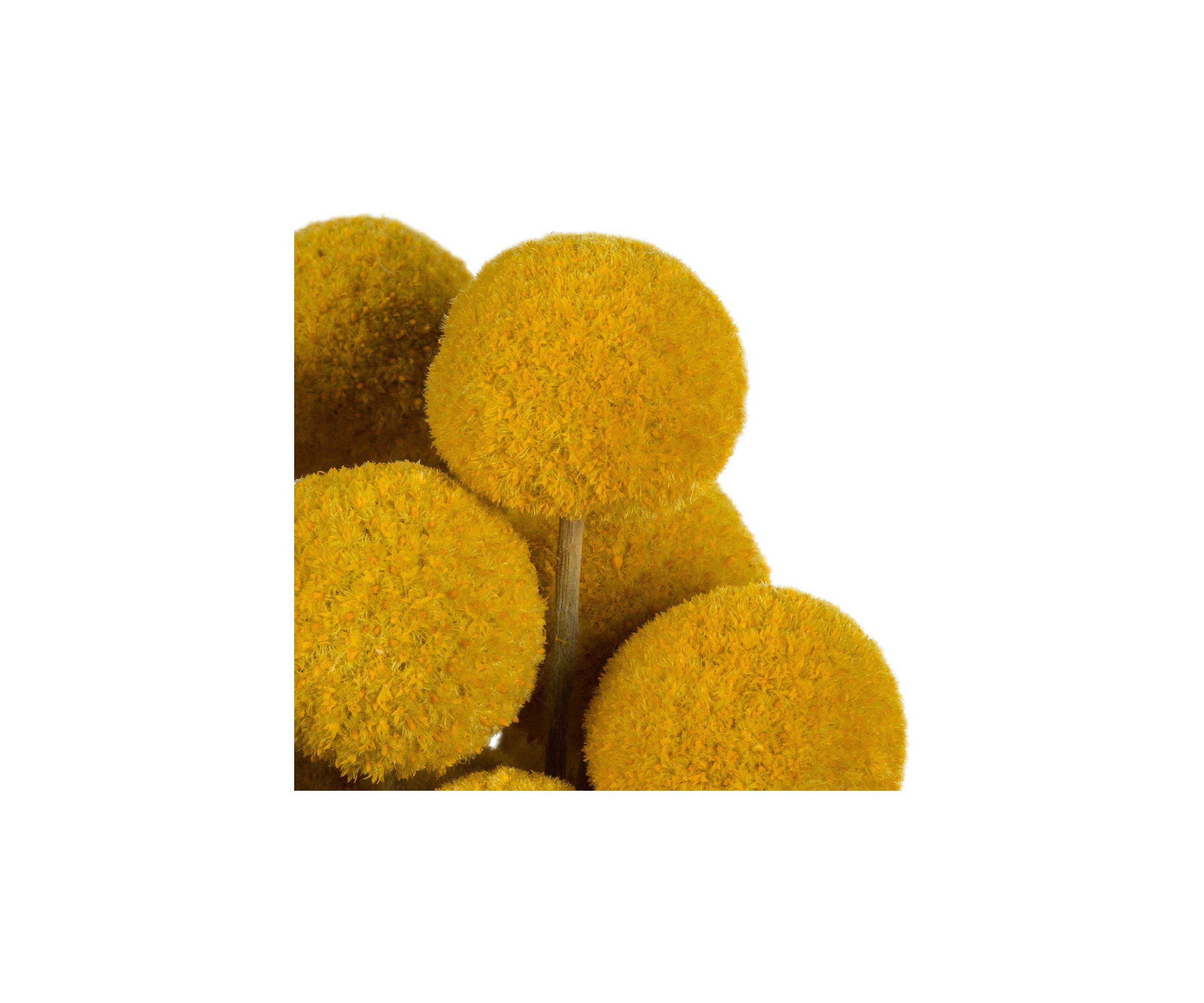 Yellow Billy Buttons