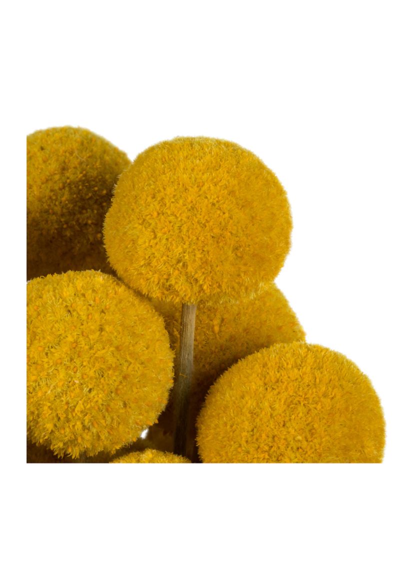 Yellow Billy Buttons
