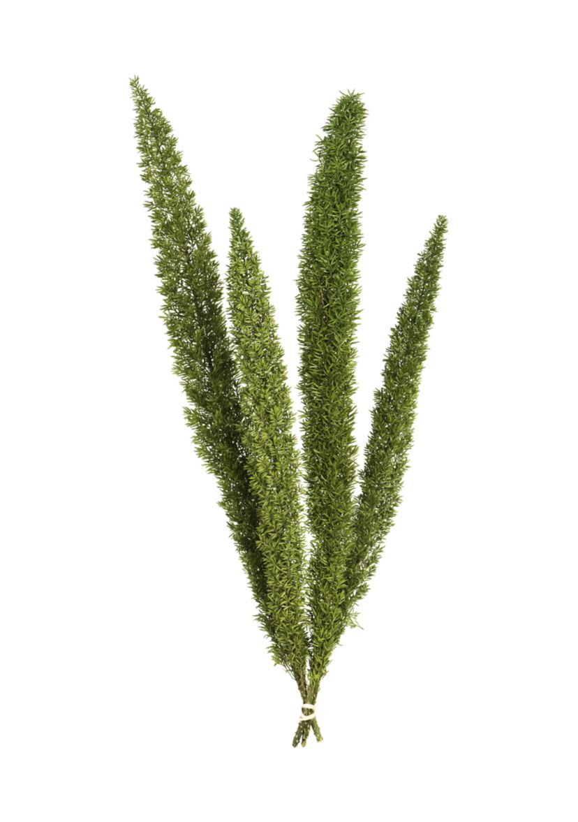 Foxtail Green Fern