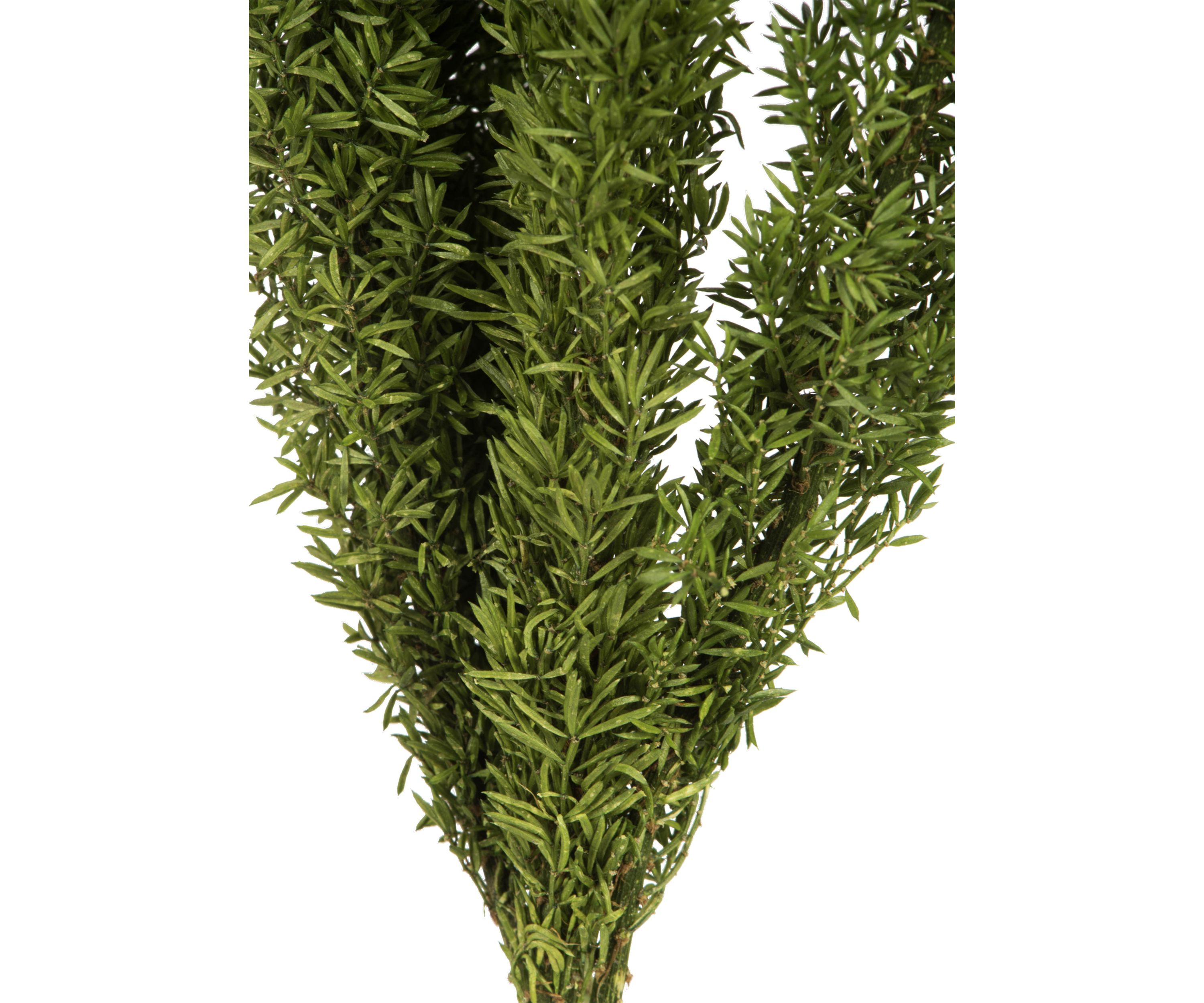 Foxtail Green Fern
