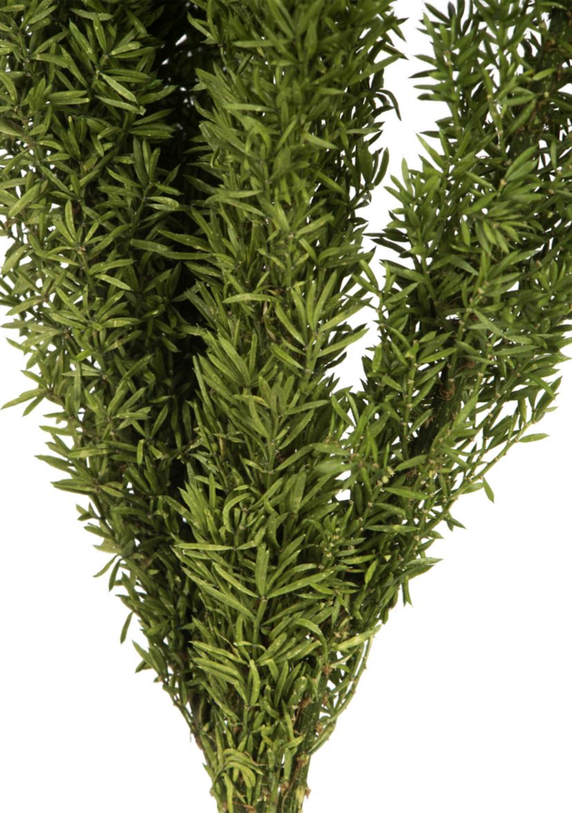 Foxtail Green Fern