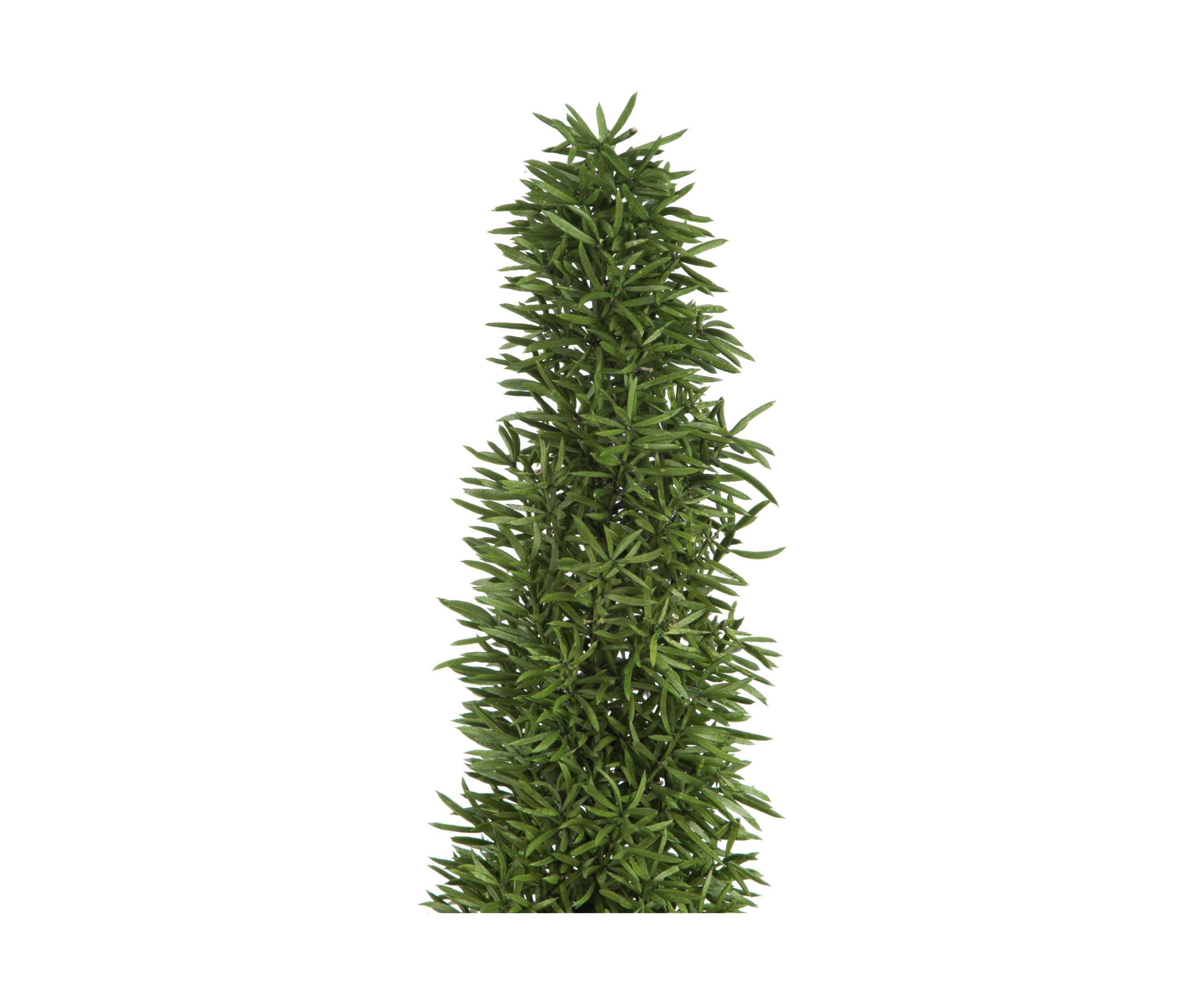 Foxtail Green Fern