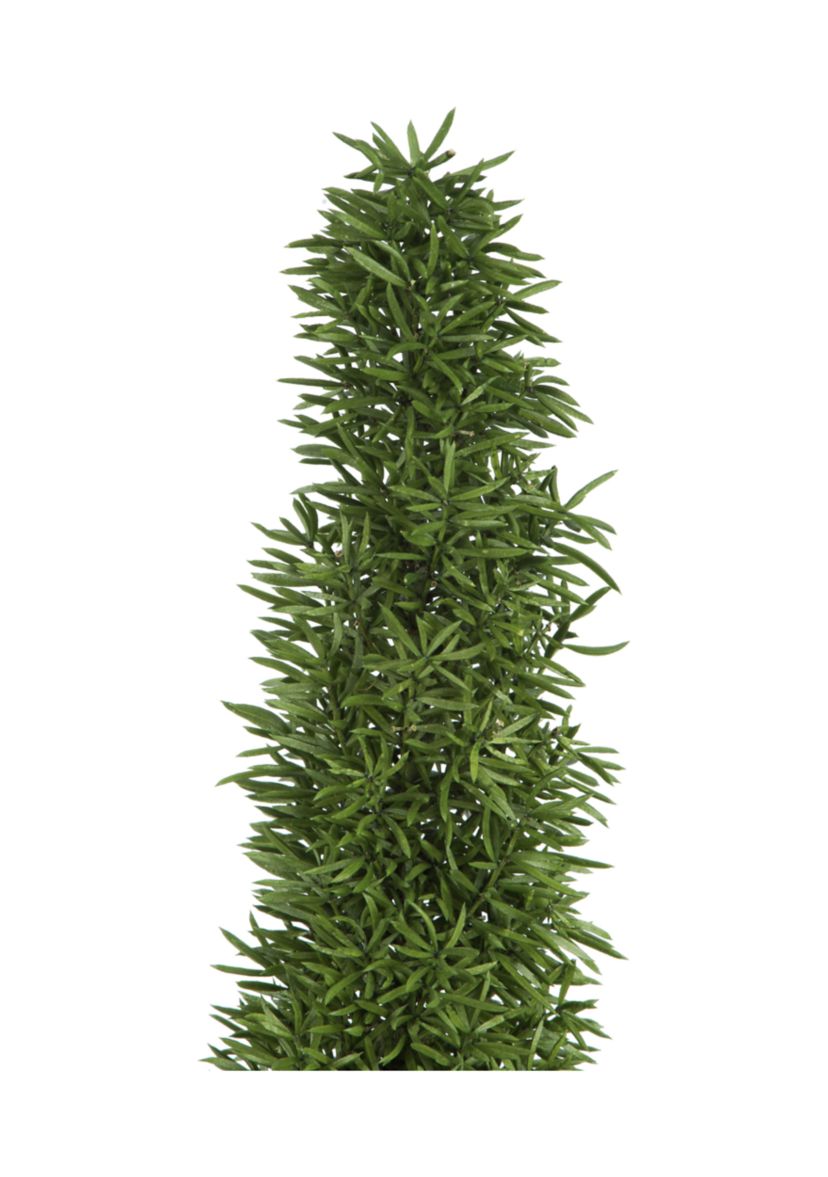 Foxtail Green Fern
