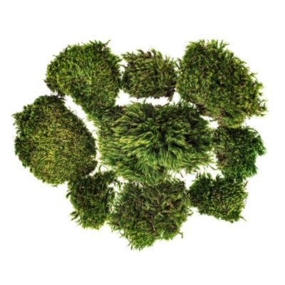 Vickerman Premium Green Mood Moss, Preserved
