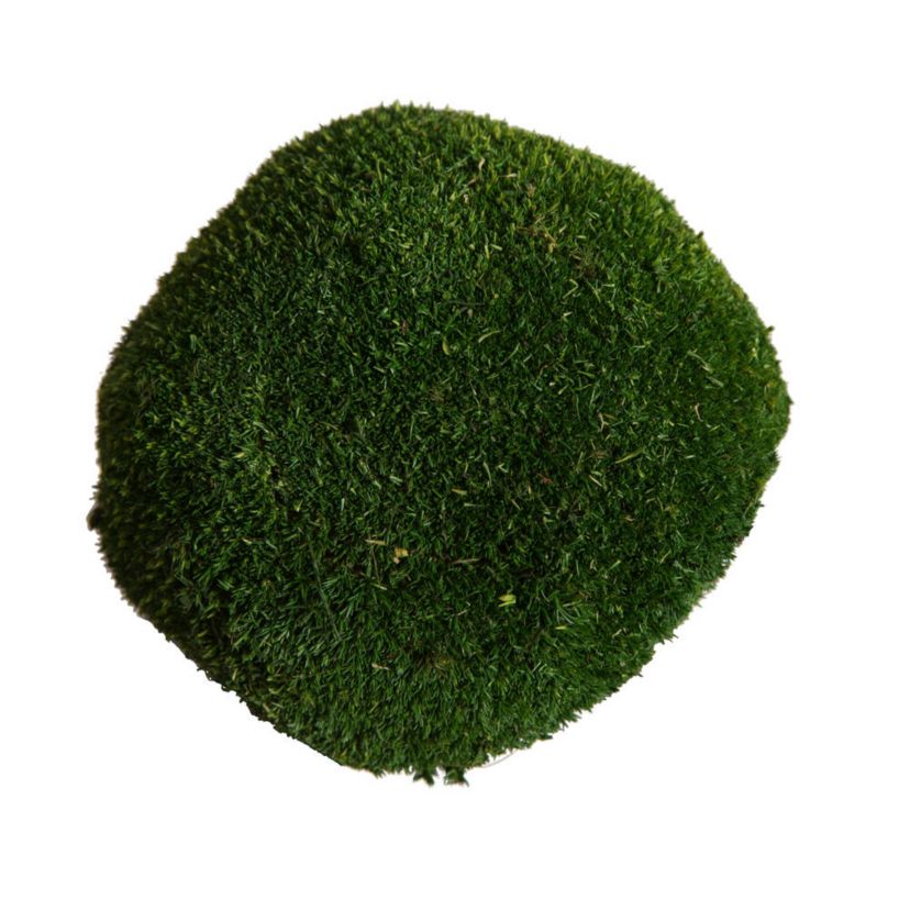 Vickerman Natural Botanicals 1 lb. Apple Green Pole Moss.