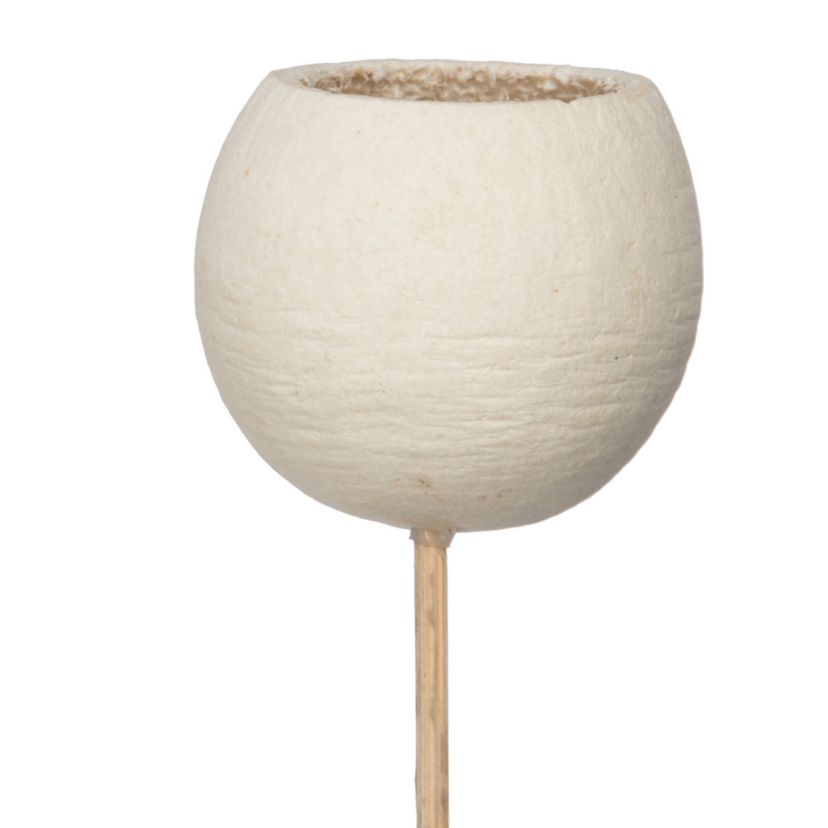 Vickerman Natural Botanicals 20" Bell Cup, Bleached on Stem. Includes 40 Stems per Pack.