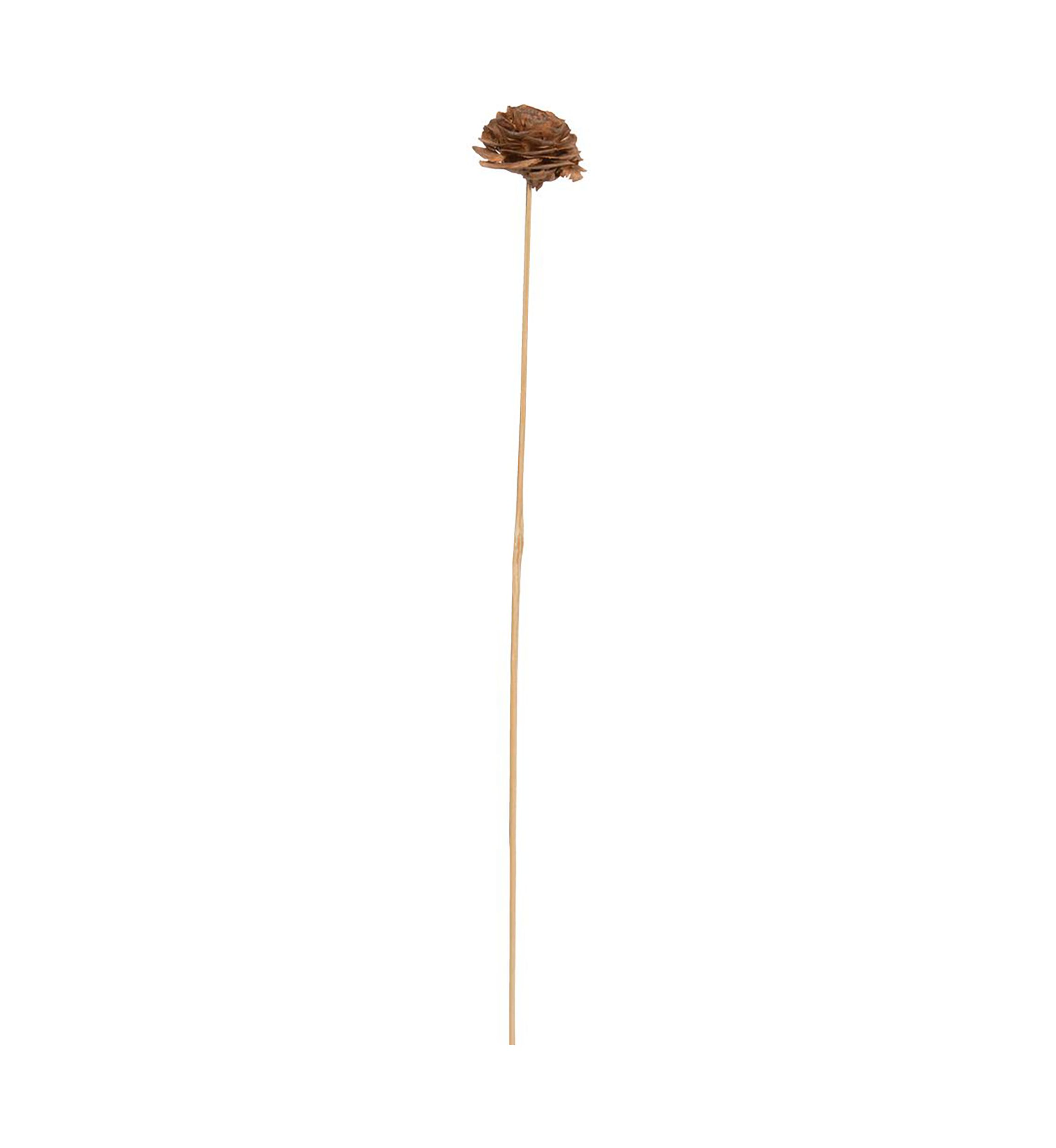 Natural Botanicals 1.3"-1.75" Cedar Rose, Natural on Stem. Includes 50 pieces per polybag