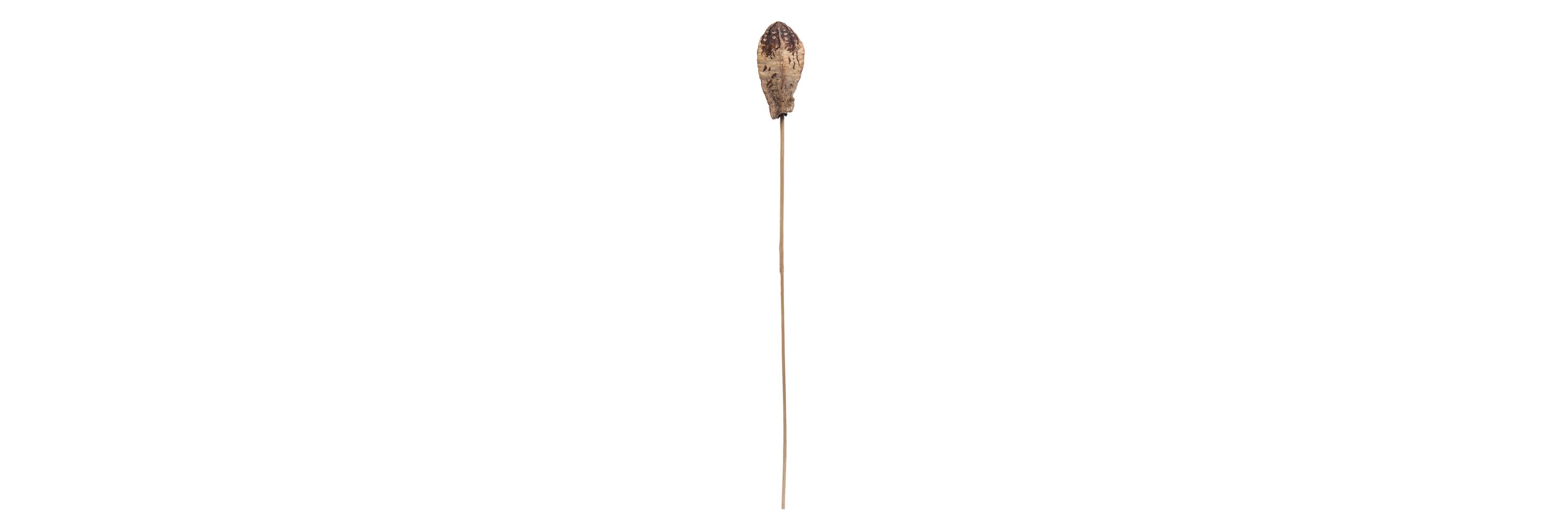 Vickerman Natural Botanicals 20" Mehogany Pods on Stem. Includes 100 Stems per Pack