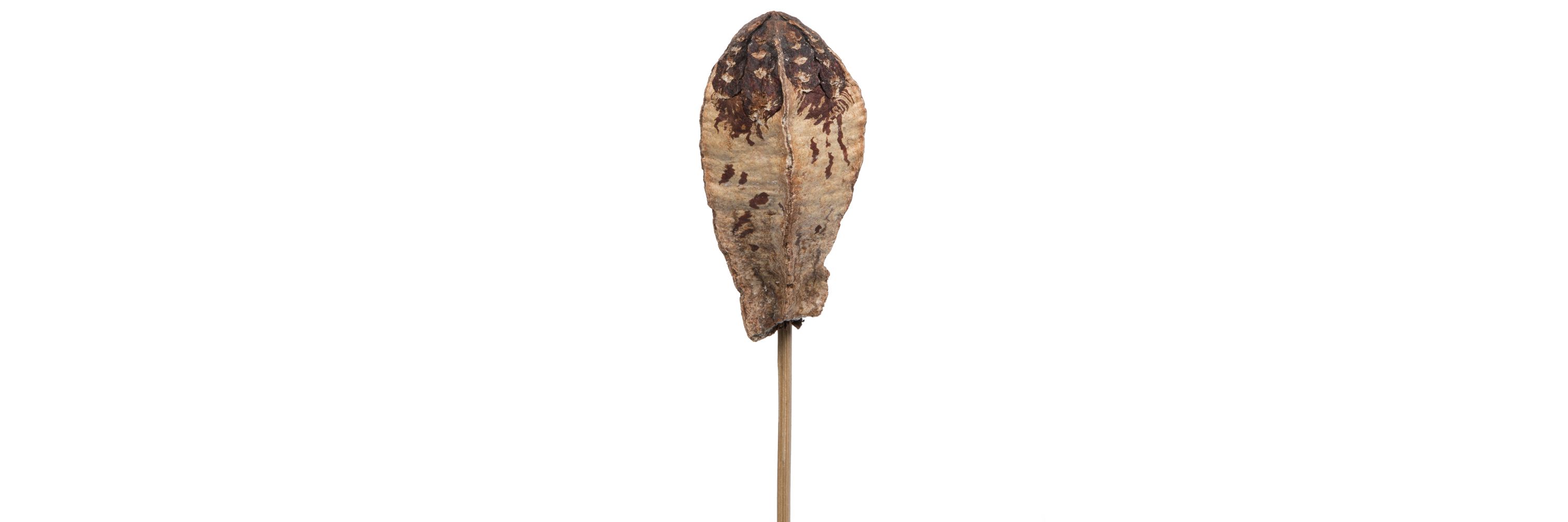 Vickerman Natural Botanicals 20" Mehogany Pods on Stem. Includes 100 Stems per Pack