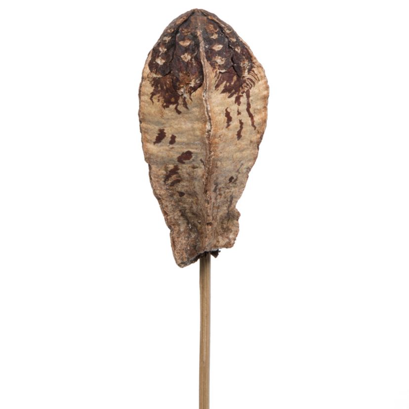 Vickerman Natural Botanicals 20" Mehogany Pods on Stem. Includes 100 Stems per Pack