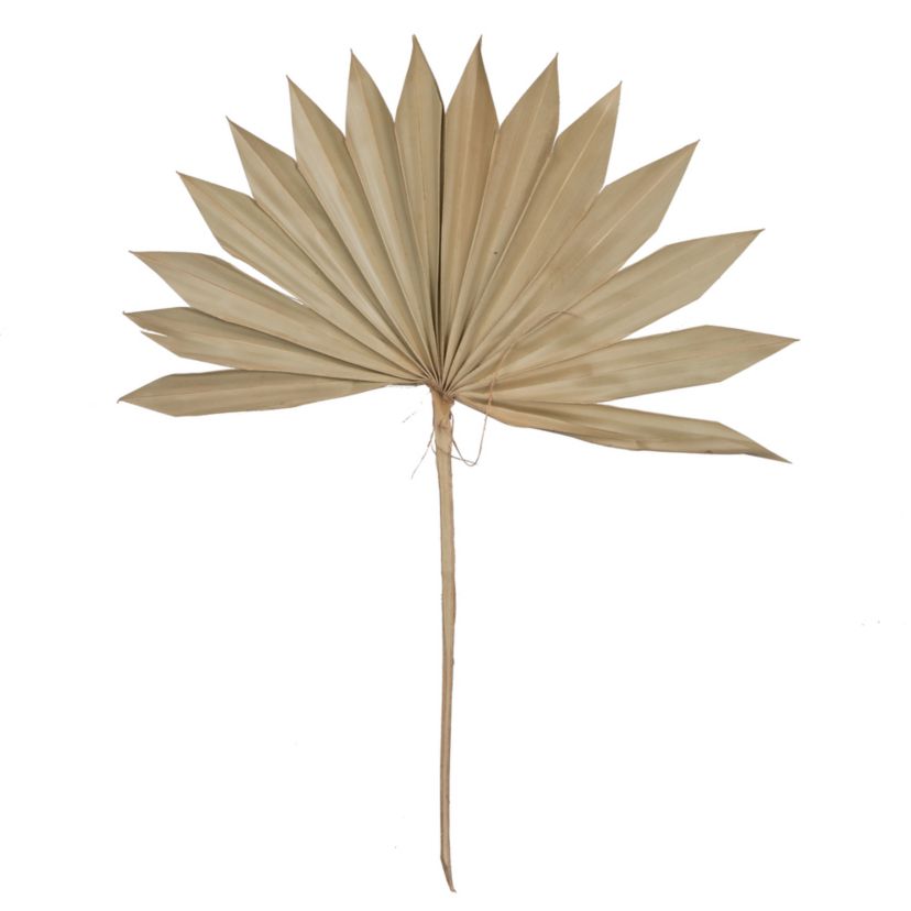 Vickerman Natural Botanicals 20" Palm Sun Spear, Natural. Includes 50 pieces per Pack.