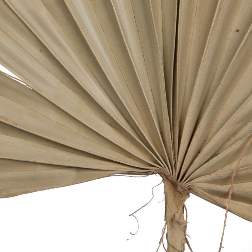 Vickerman Natural Botanicals 20" Palm Sun Spear, Natural. Includes 50 pieces per Pack.