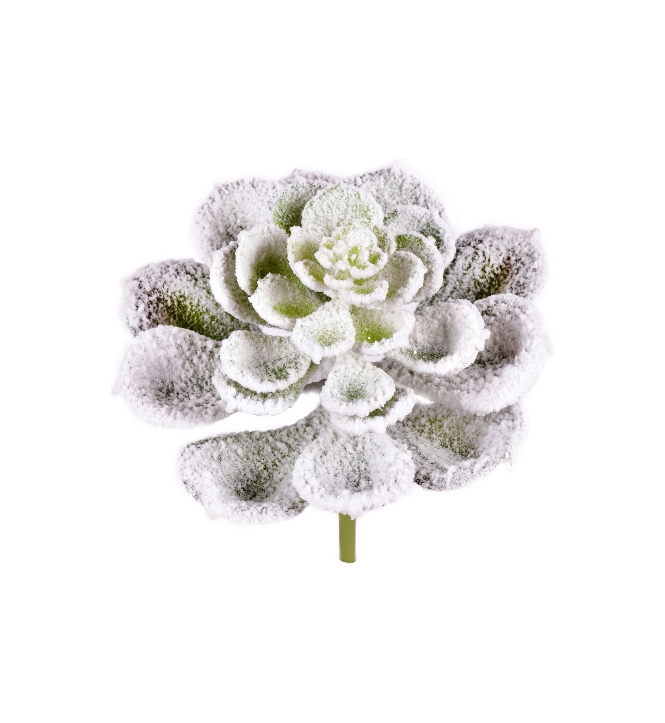 Frosted Succulents