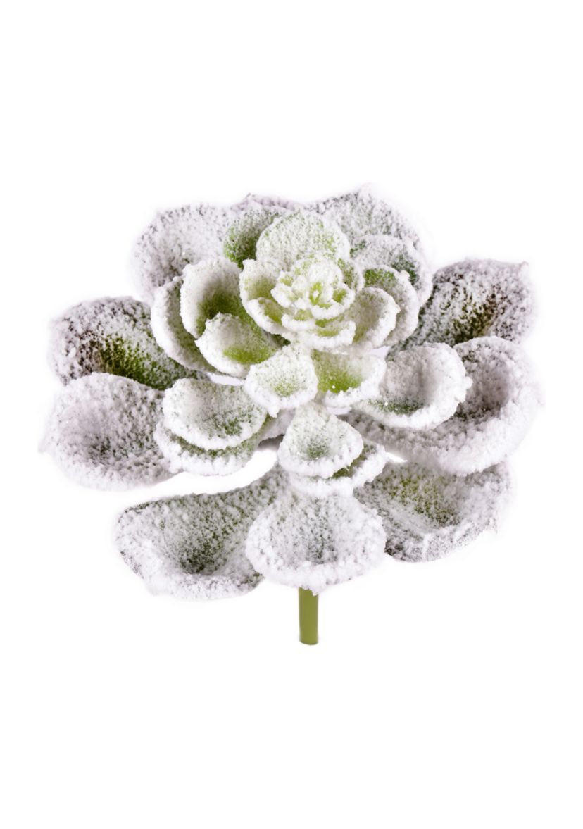 Frosted Succulents