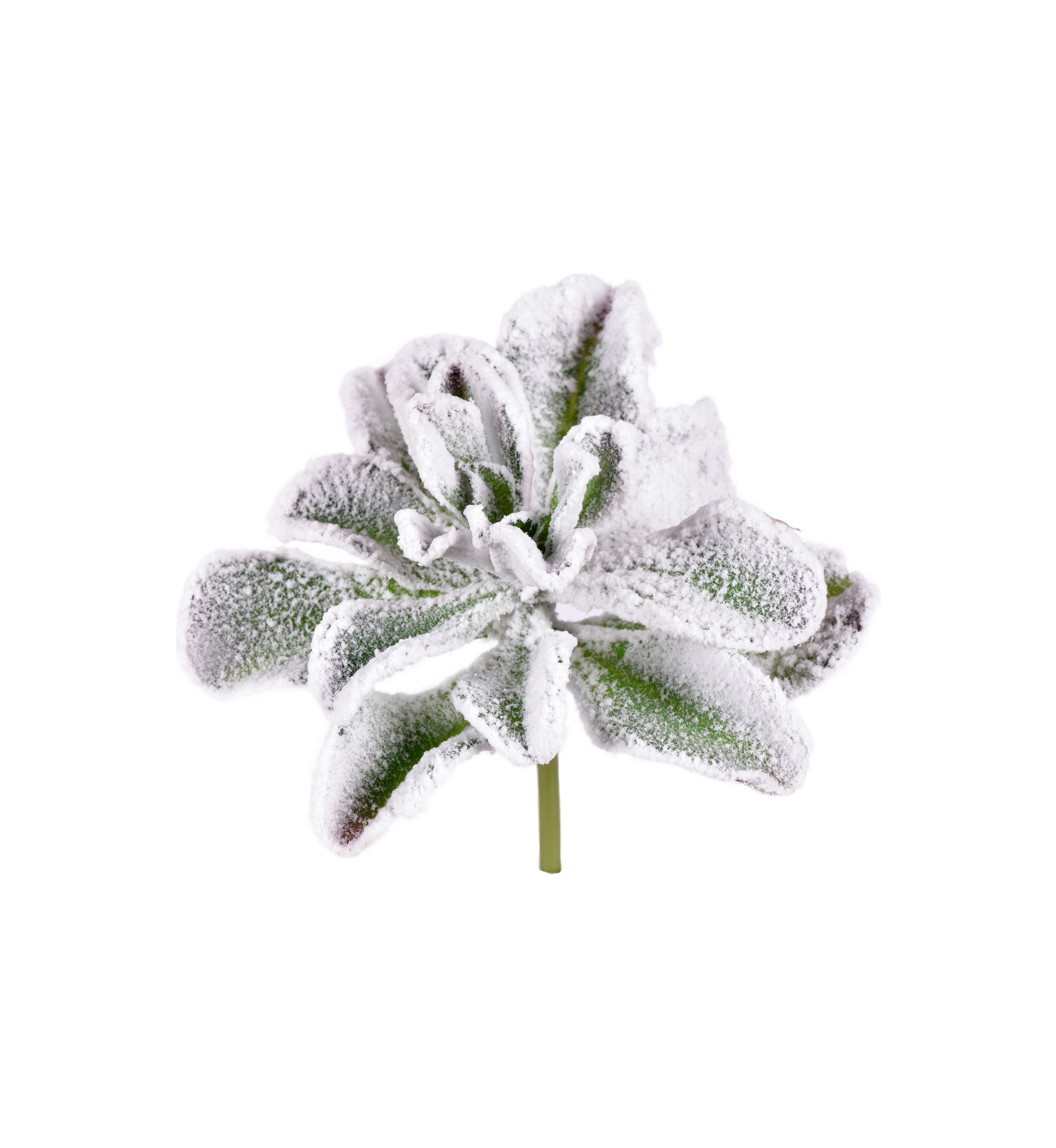 Frosted Succulents