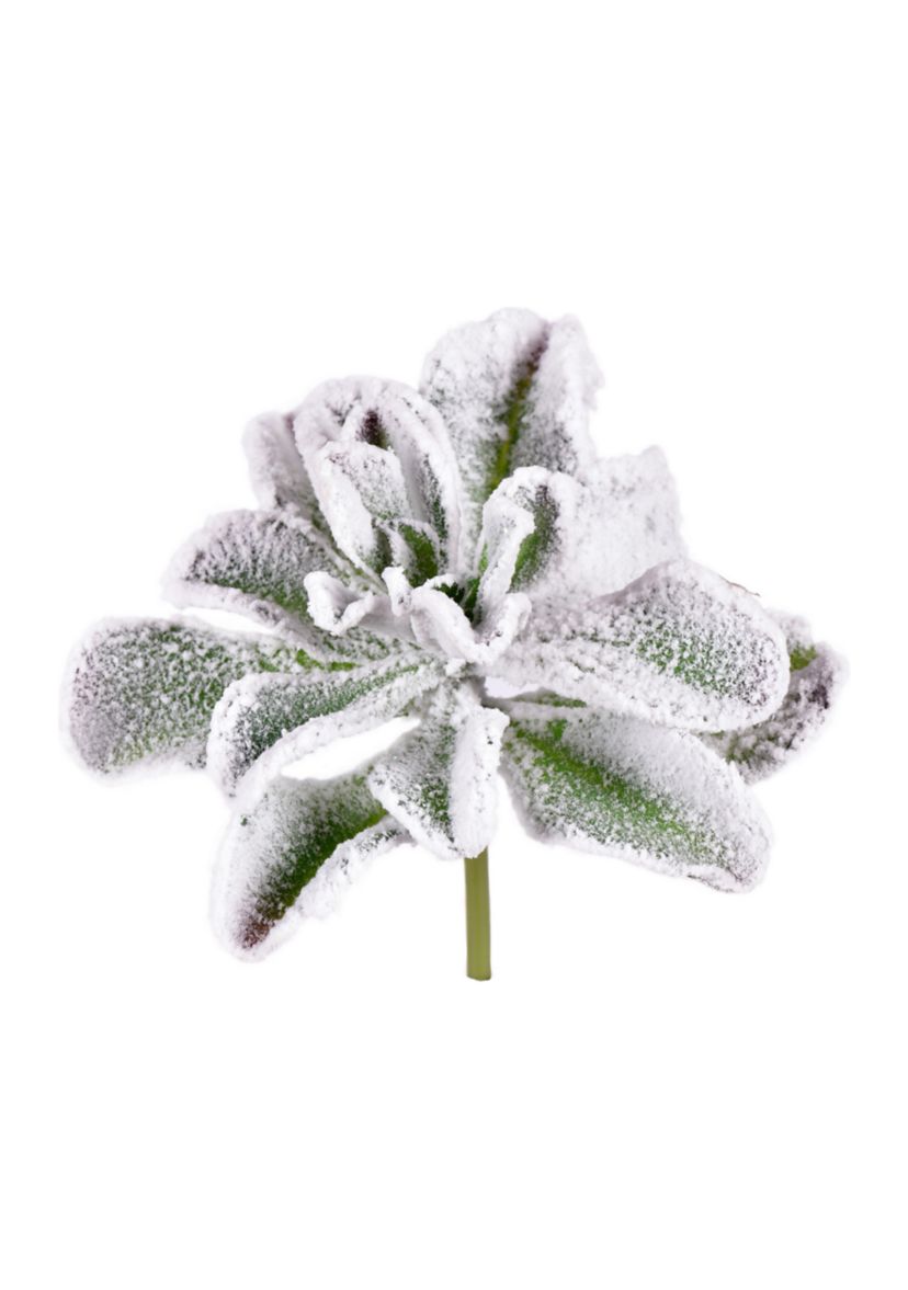 Frosted Succulents