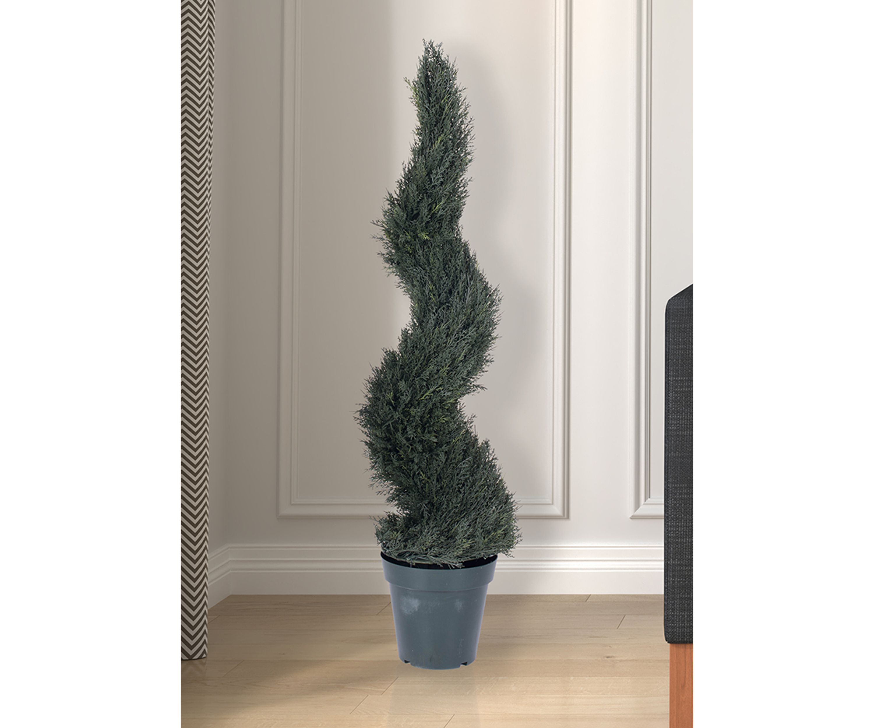 Potted Resistant Pond Cypress Spiral