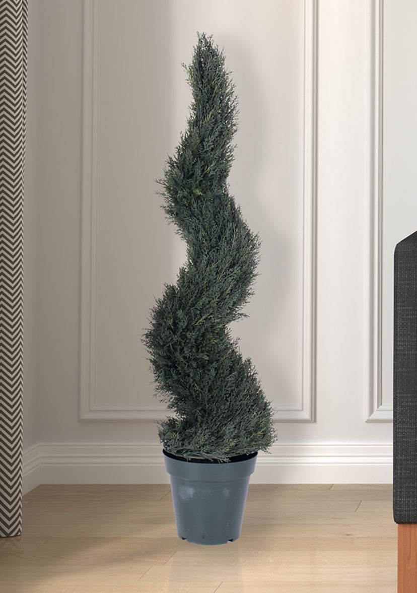 Potted Resistant Pond Cypress Spiral