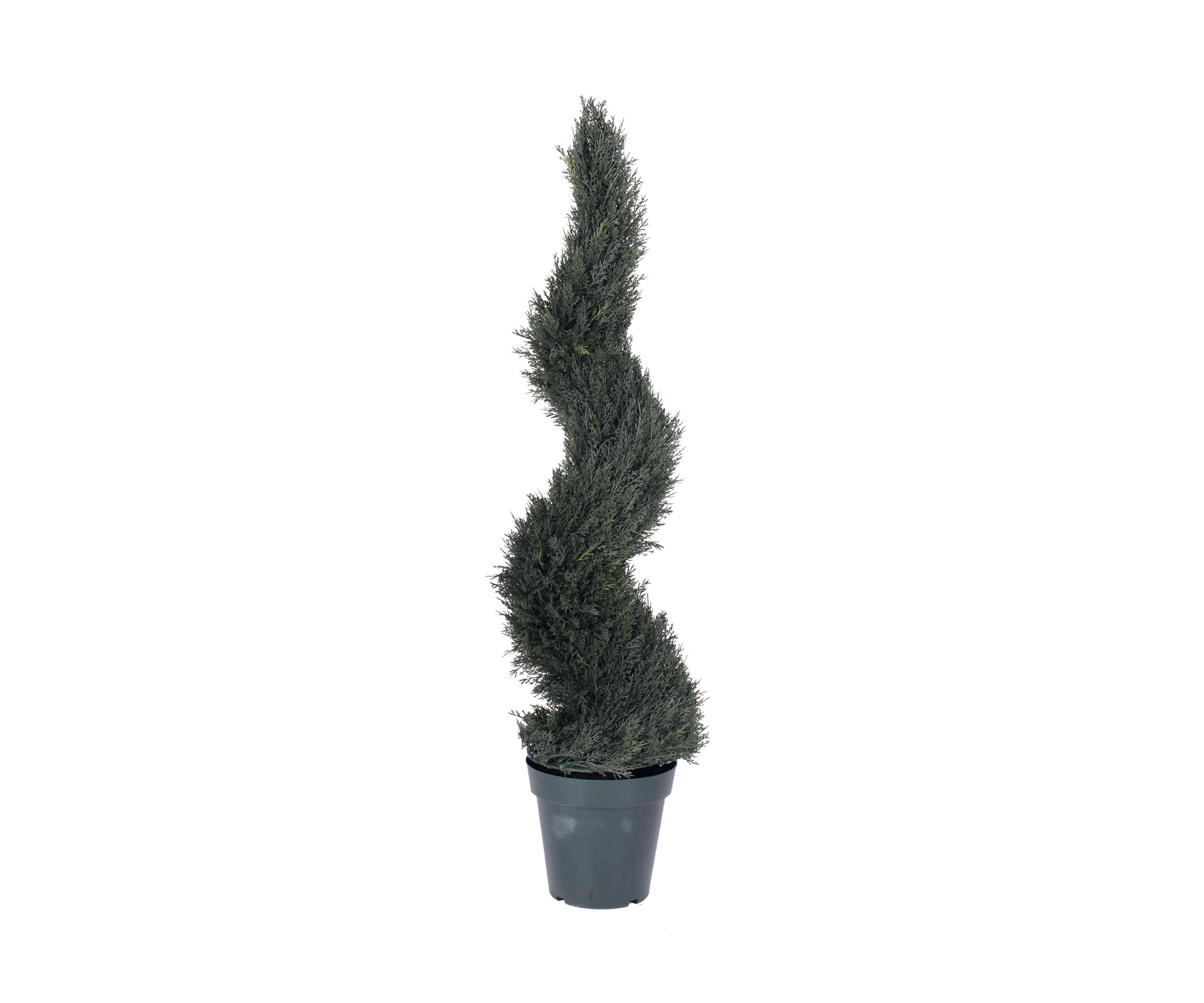 Potted Resistant Pond Cypress Spiral