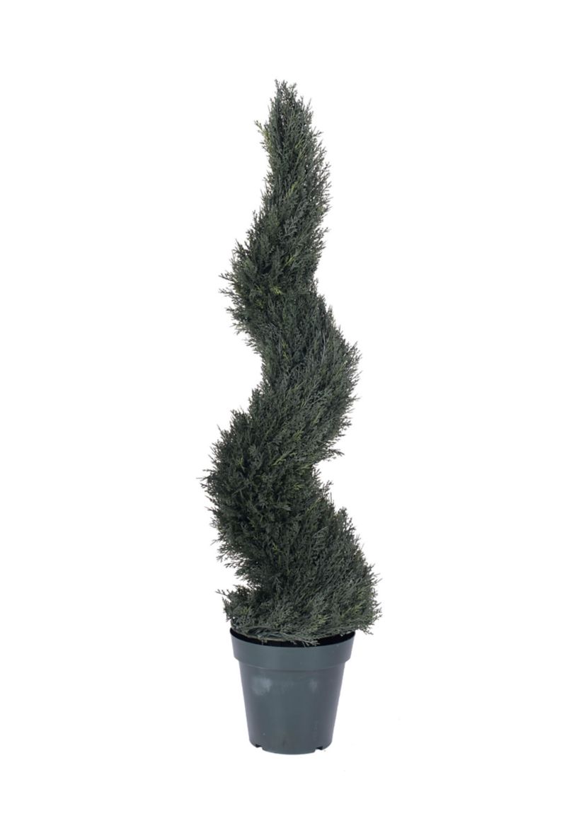 Potted Resistant Pond Cypress Spiral