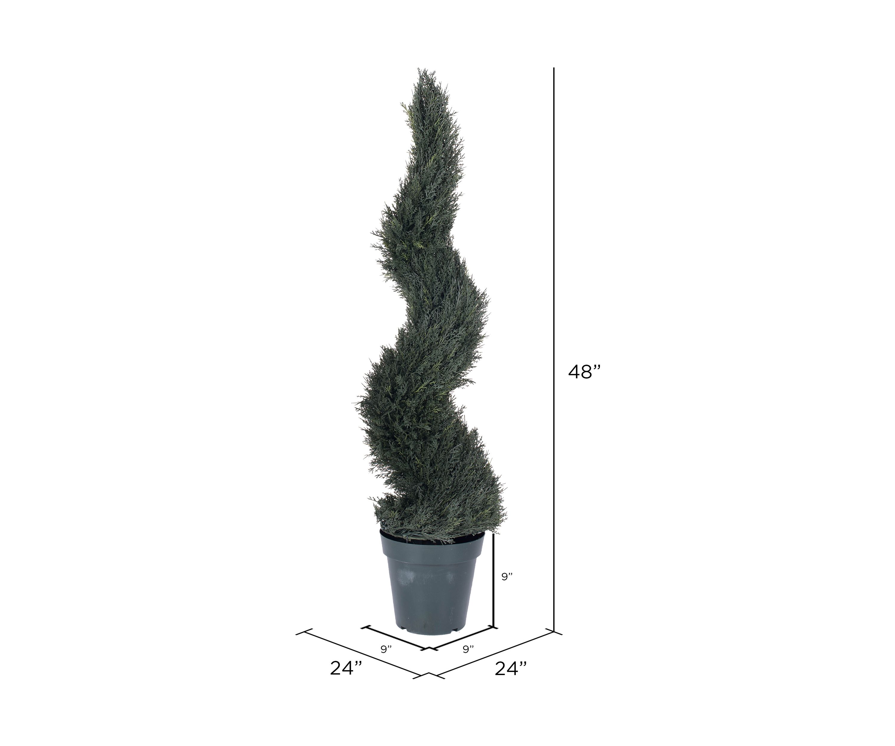 Potted Resistant Pond Cypress Spiral