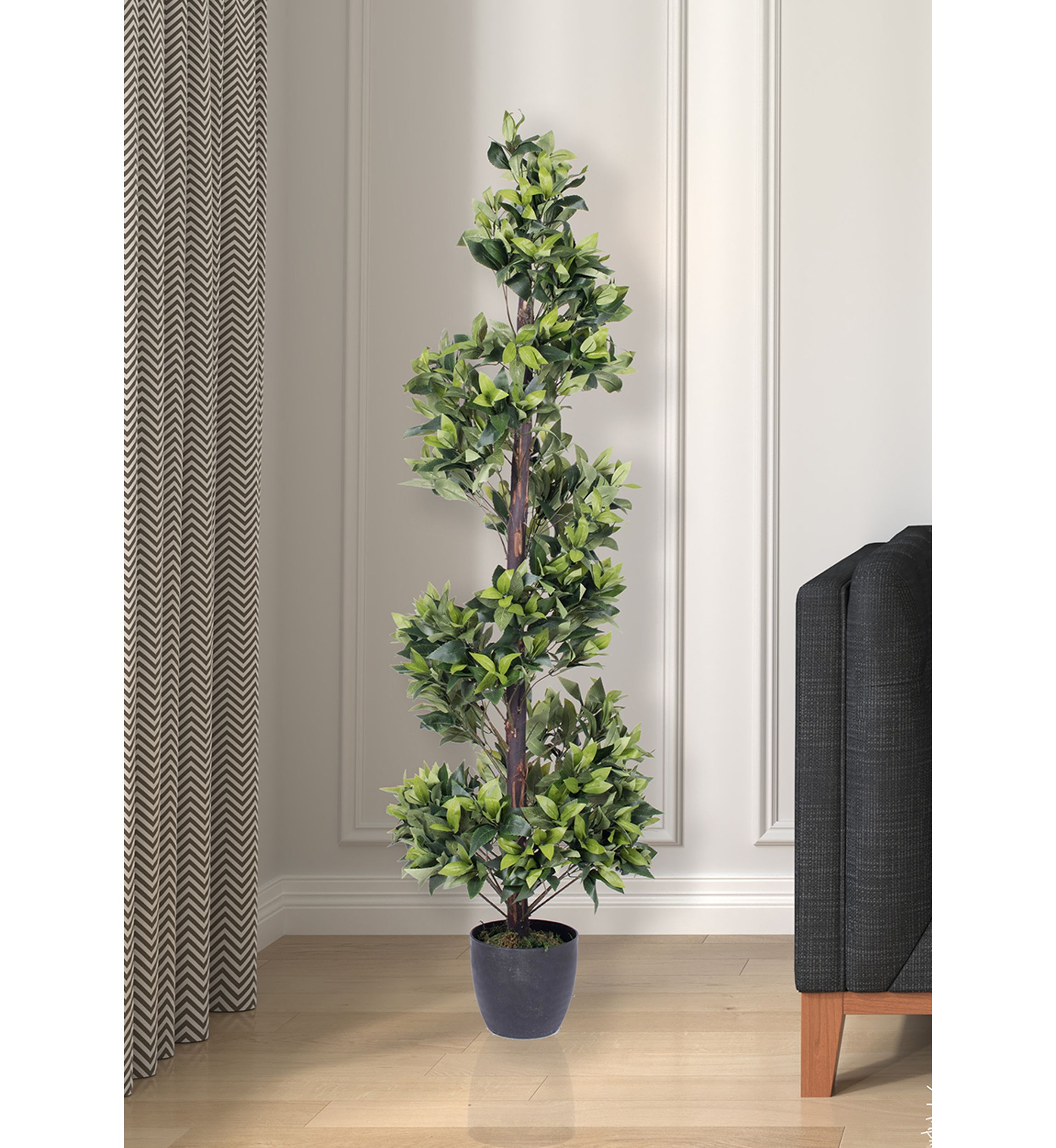 Spiral Bay Tree