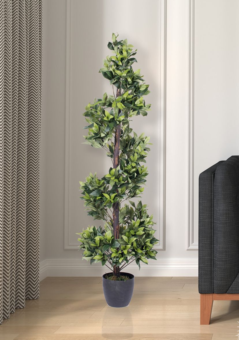 Spiral Bay Tree