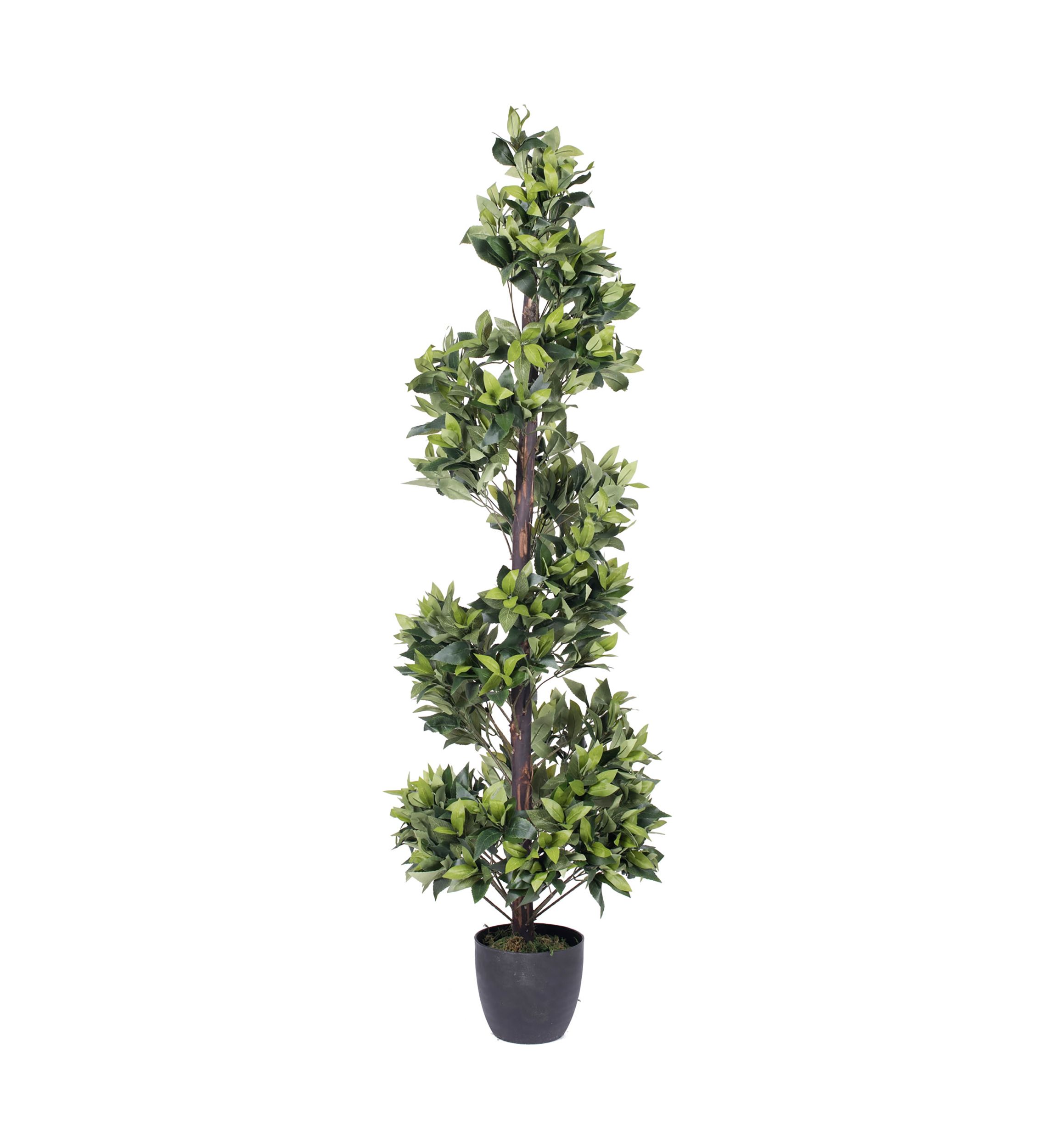 Spiral Bay Tree