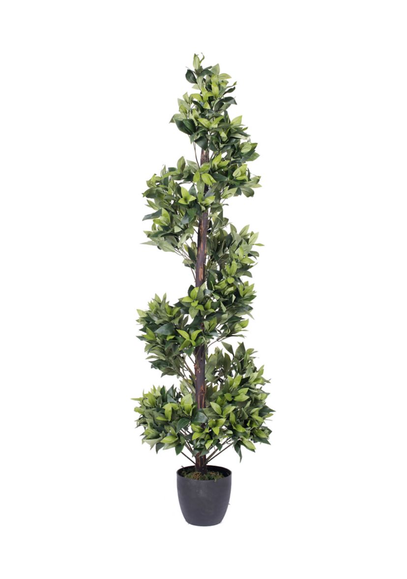 Spiral Bay Tree