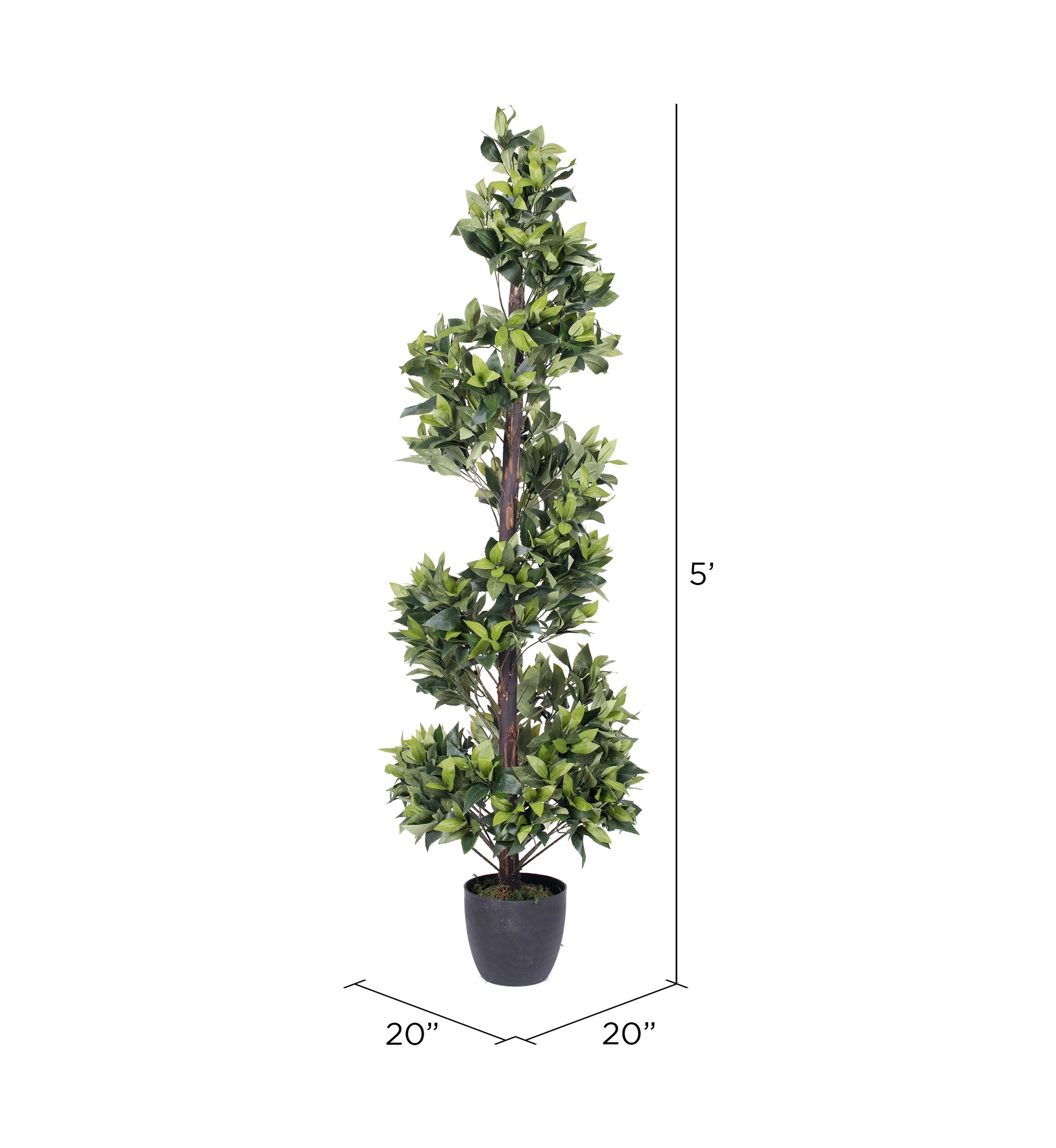 Spiral Bay Tree