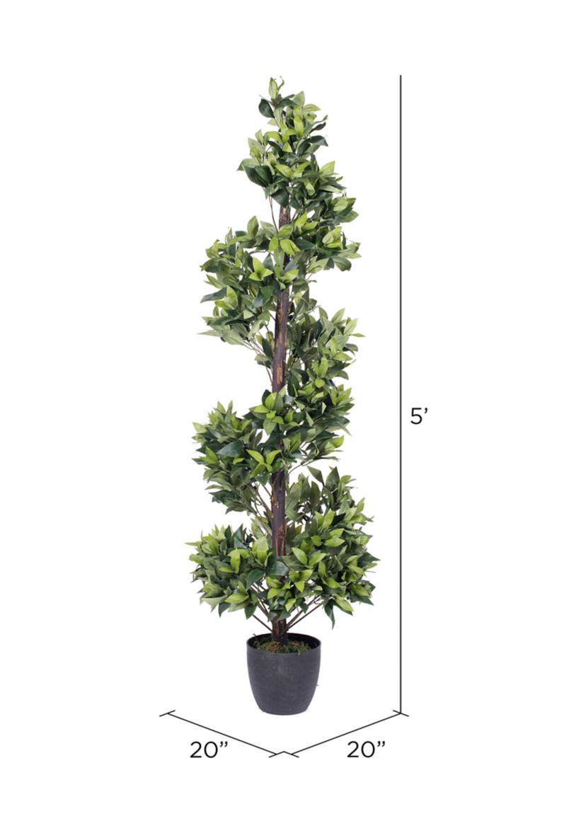 Spiral Bay Tree