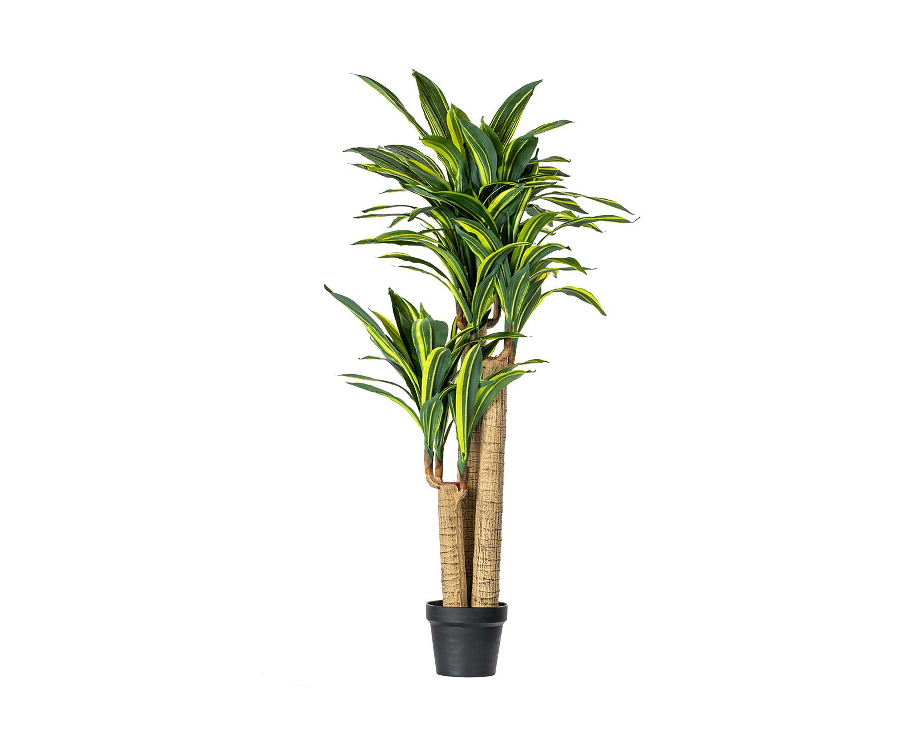 Vickerman 52" Artificial Green and Yellow Real Touch Dracaena Tree.