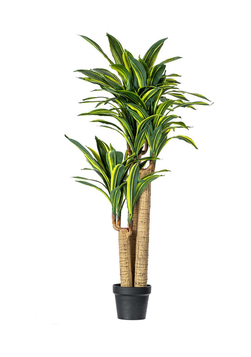 Vickerman 52" Artificial Green and Yellow Real Touch Dracaena Tree.