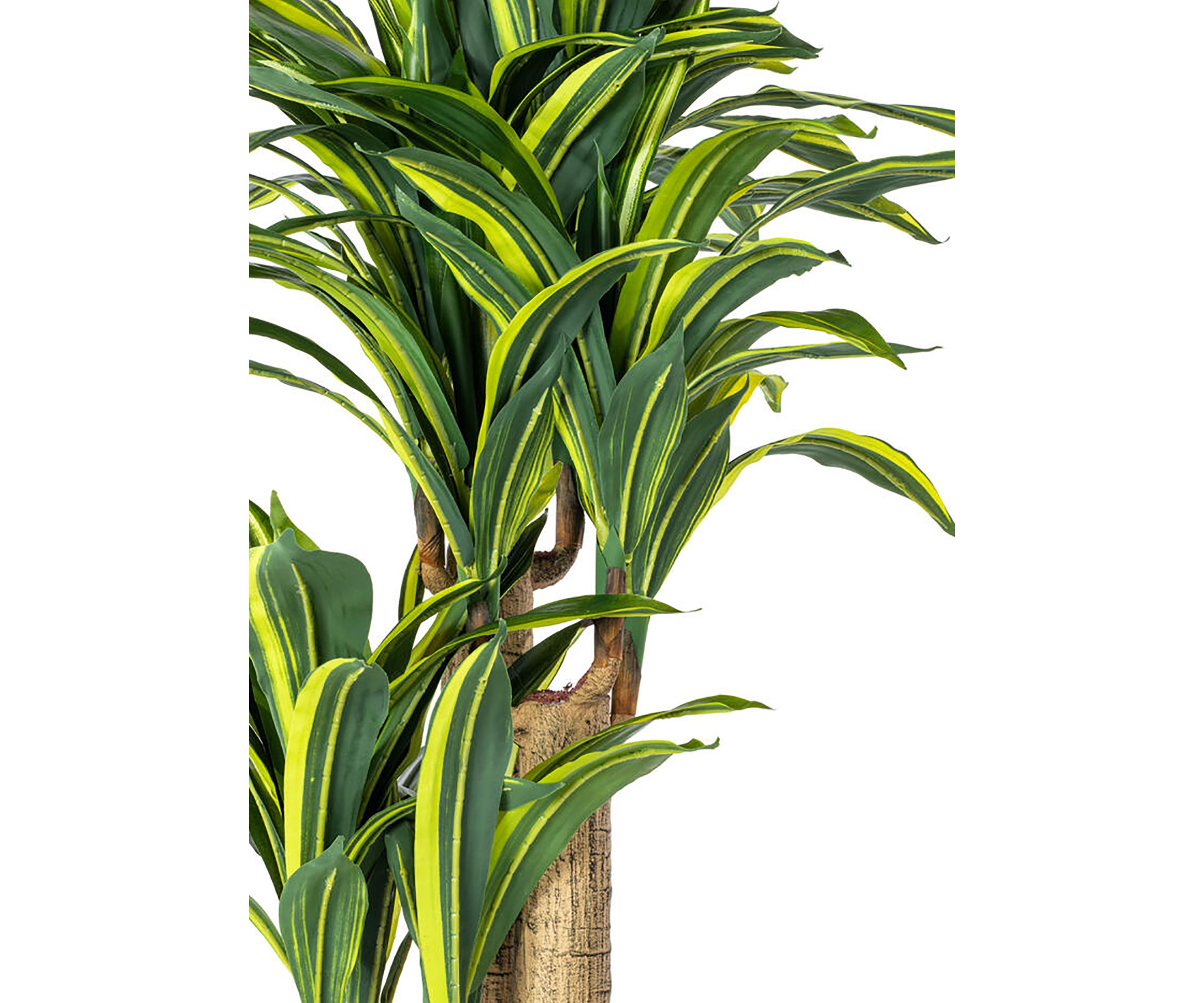 Vickerman 52" Artificial Green and Yellow Real Touch Dracaena Tree.