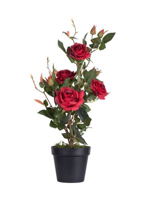 Vickerman Red Rose Plant in Pot