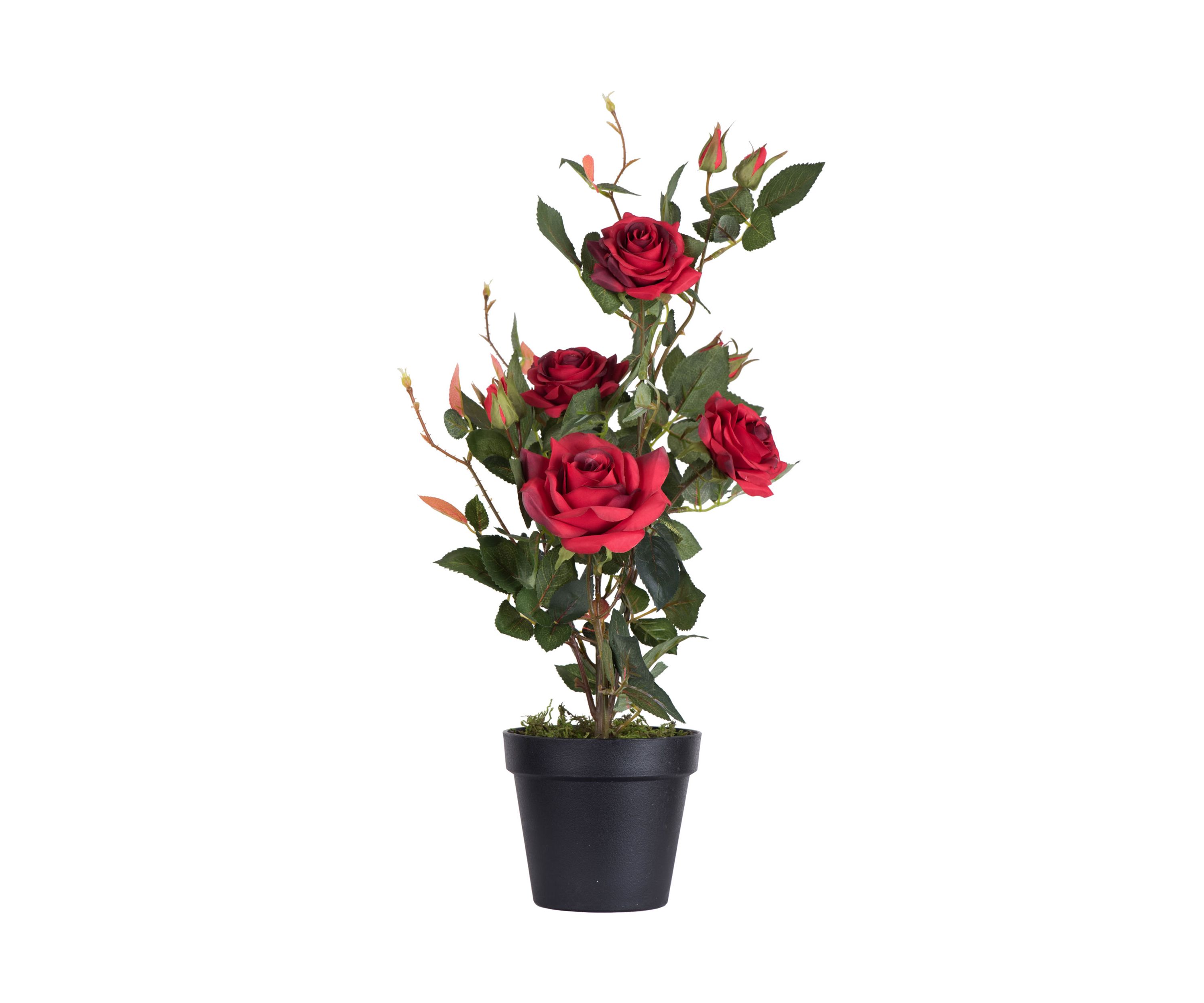 Red Rose Plant in Pot