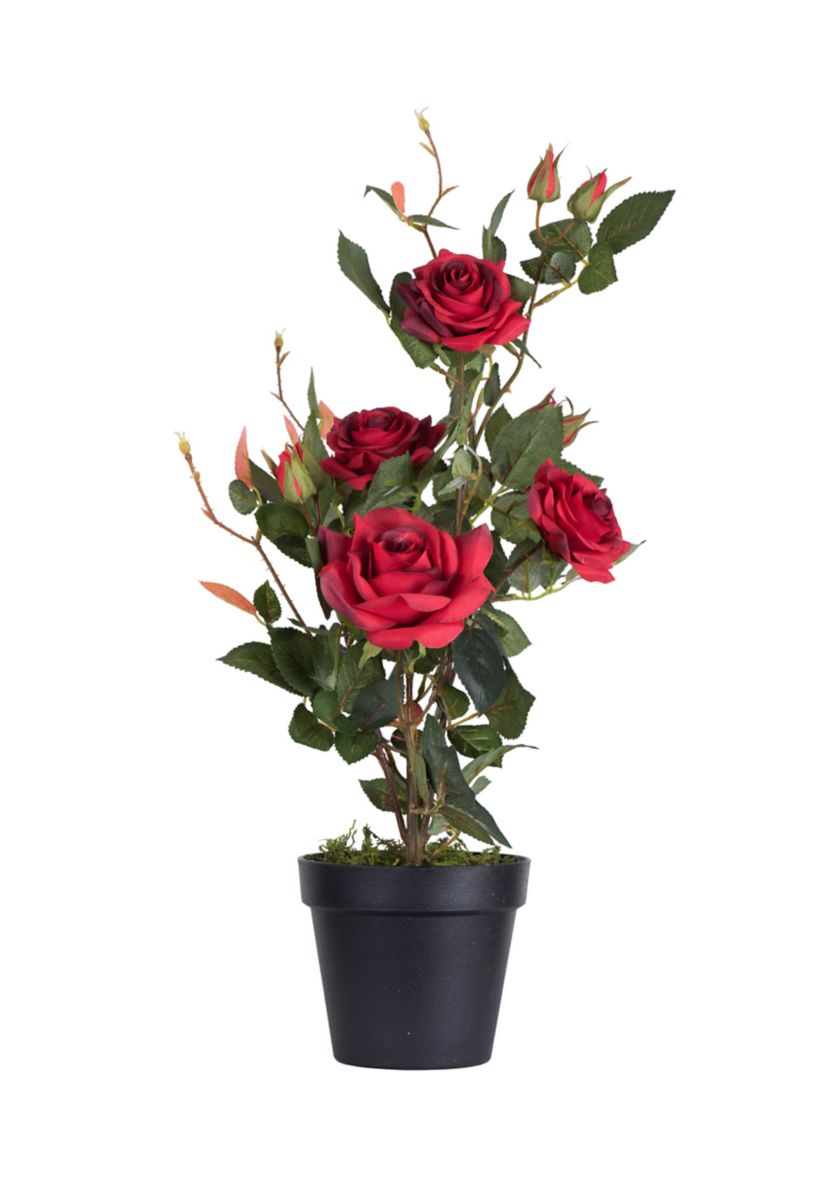 Red Rose Plant in Pot