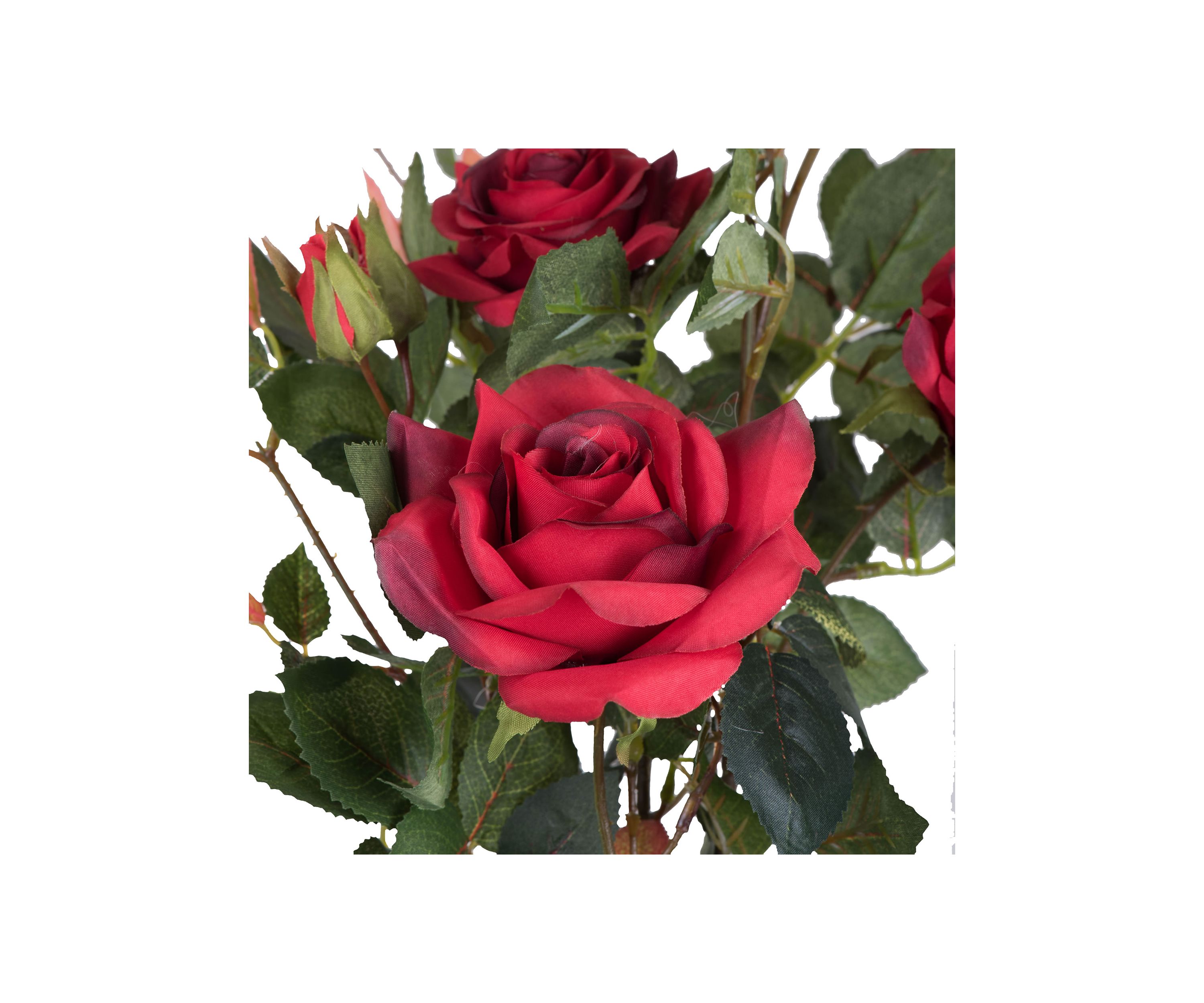 Red Rose Plant in Pot