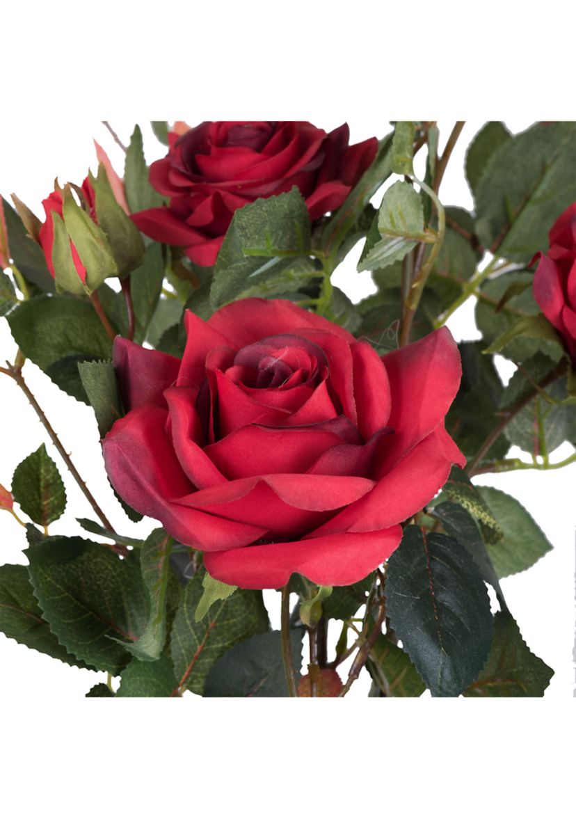 Red Rose Plant in Pot