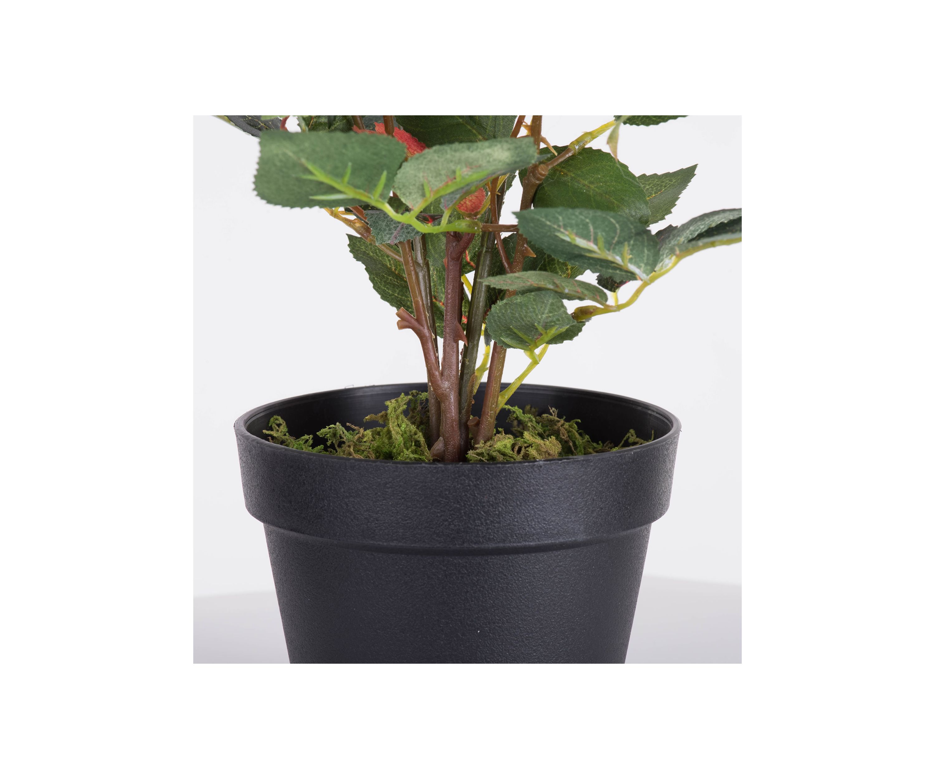 Red Rose Plant in Pot