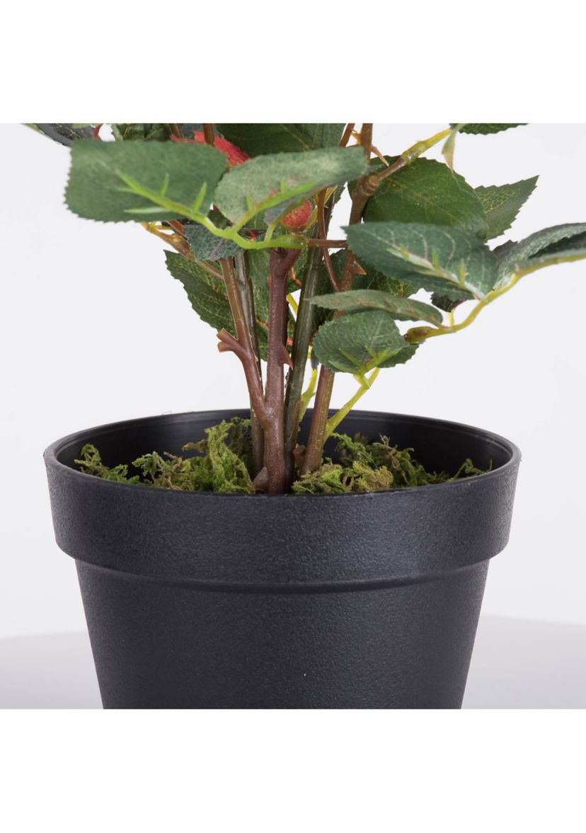 Red Rose Plant in Pot
