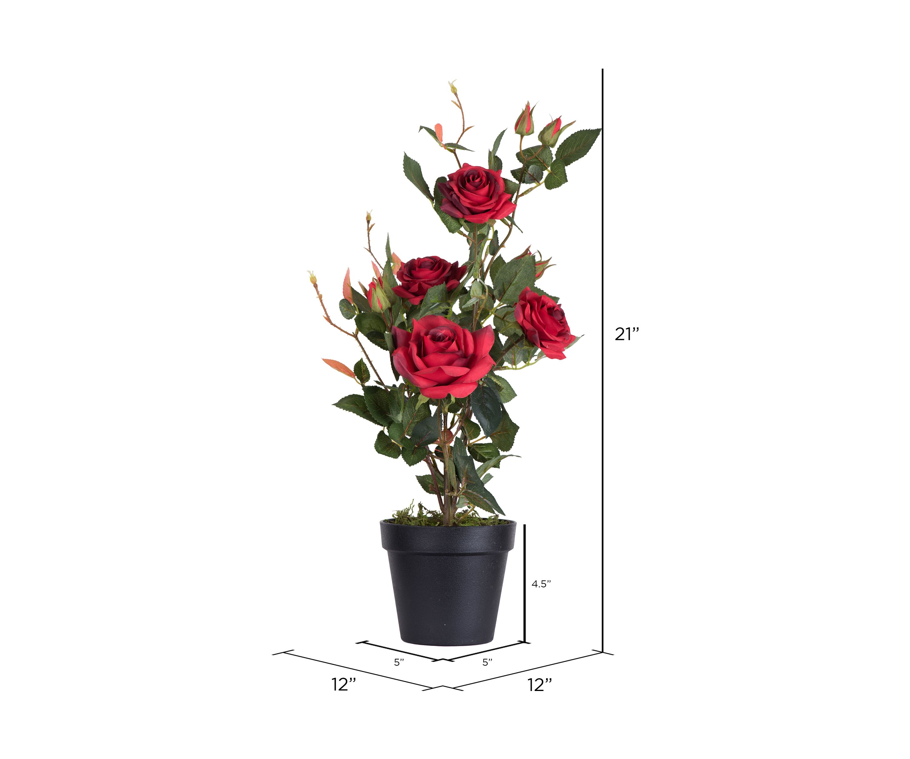 Red Rose Plant in Pot