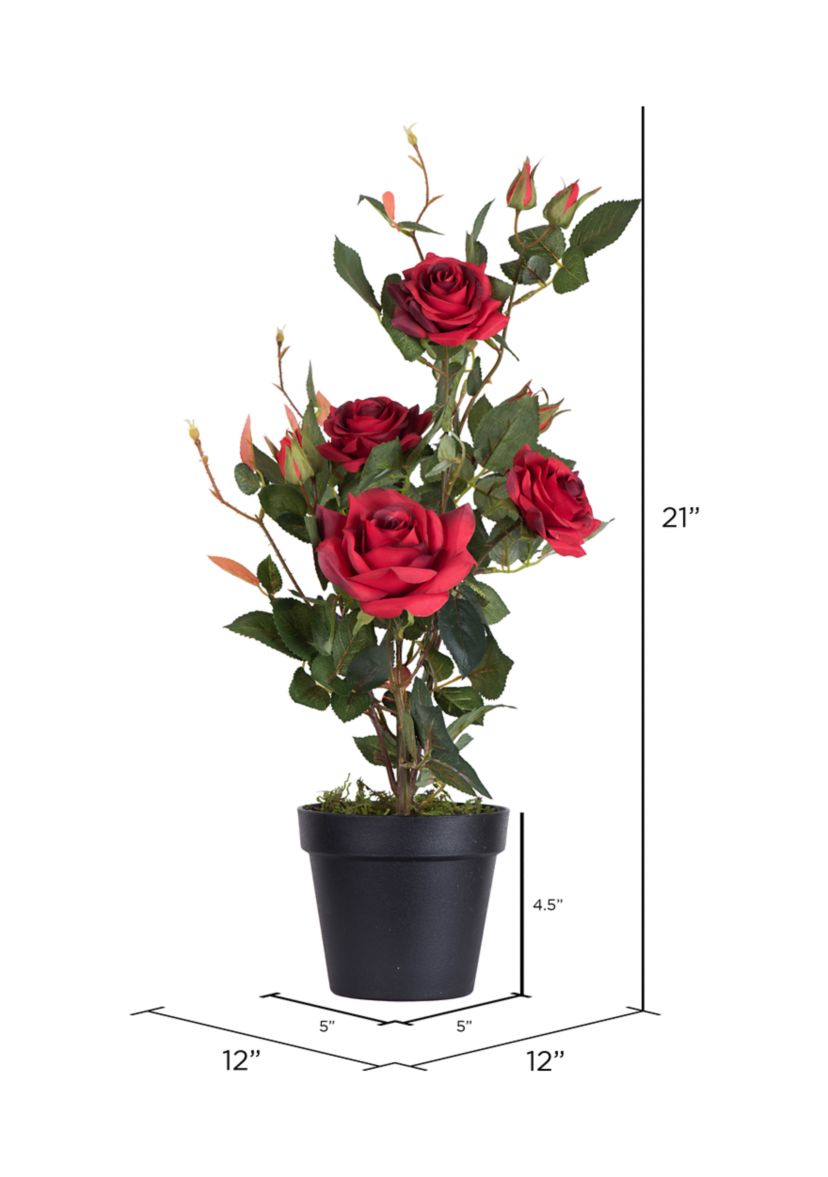 Red Rose Plant in Pot