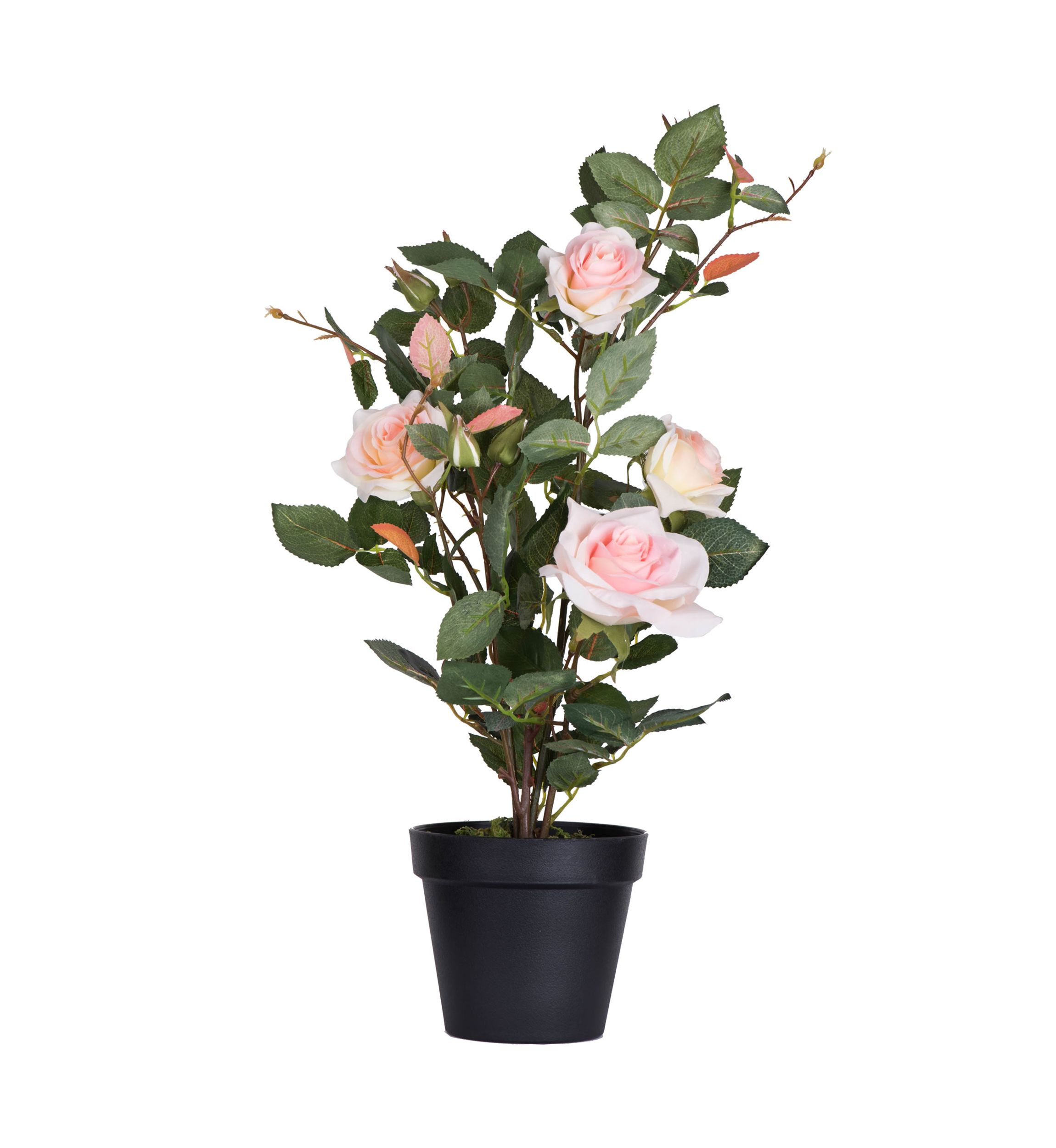 Potted Pink Rose Plant