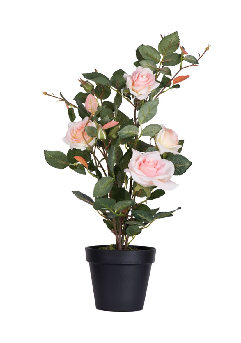 Potted Pink Rose Plant