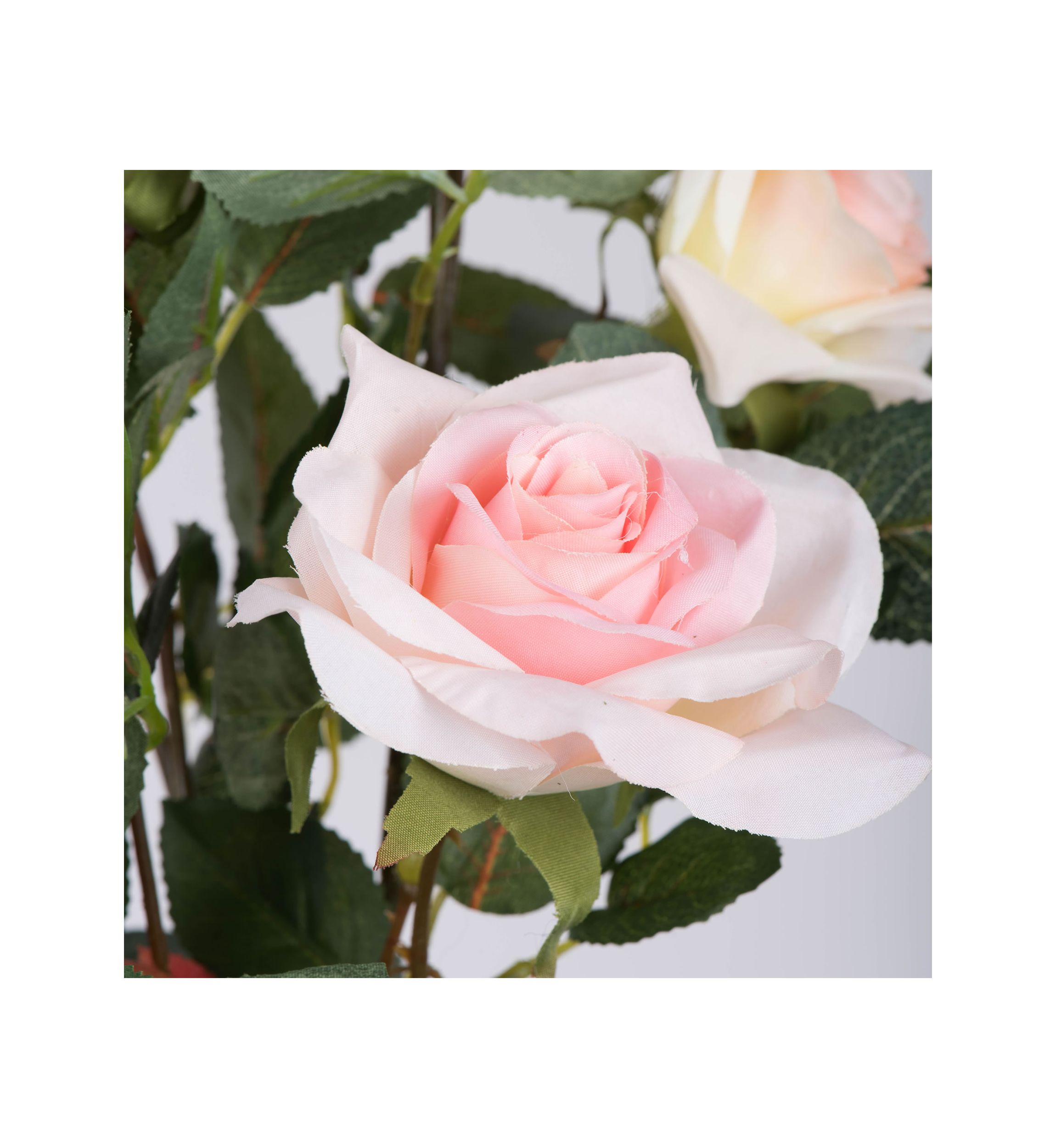 Potted Pink Rose Plant