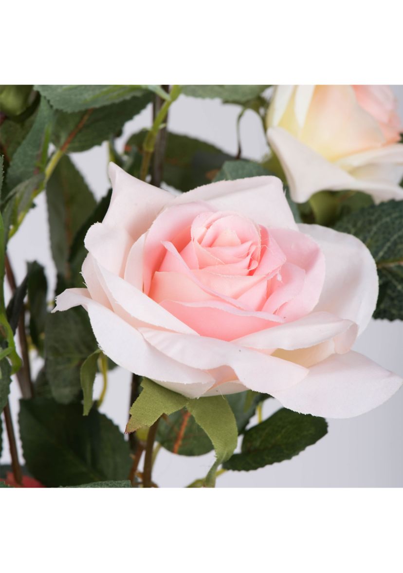 Potted Pink Rose Plant