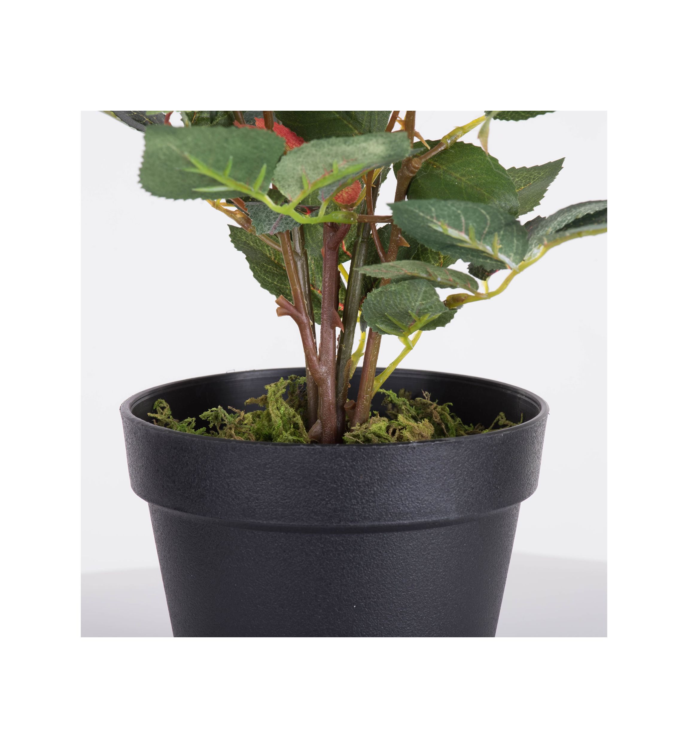 Potted Pink Rose Plant