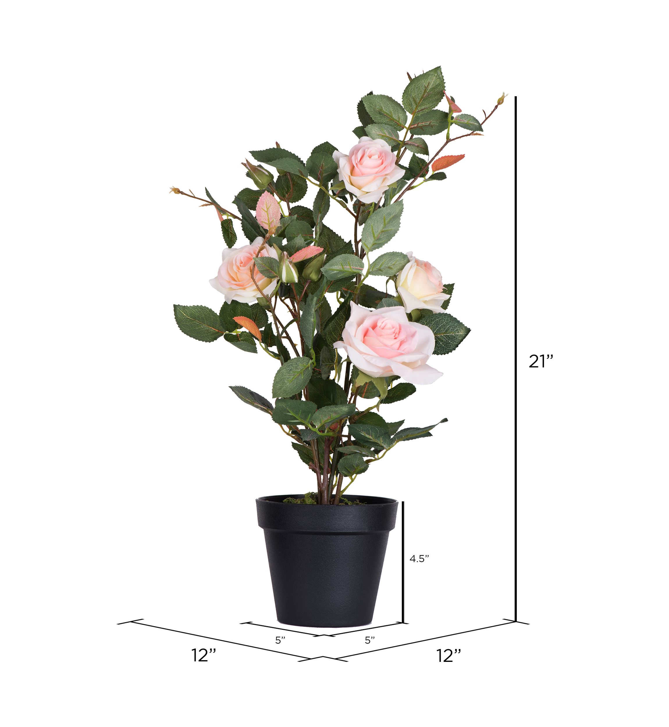 Potted Pink Rose Plant