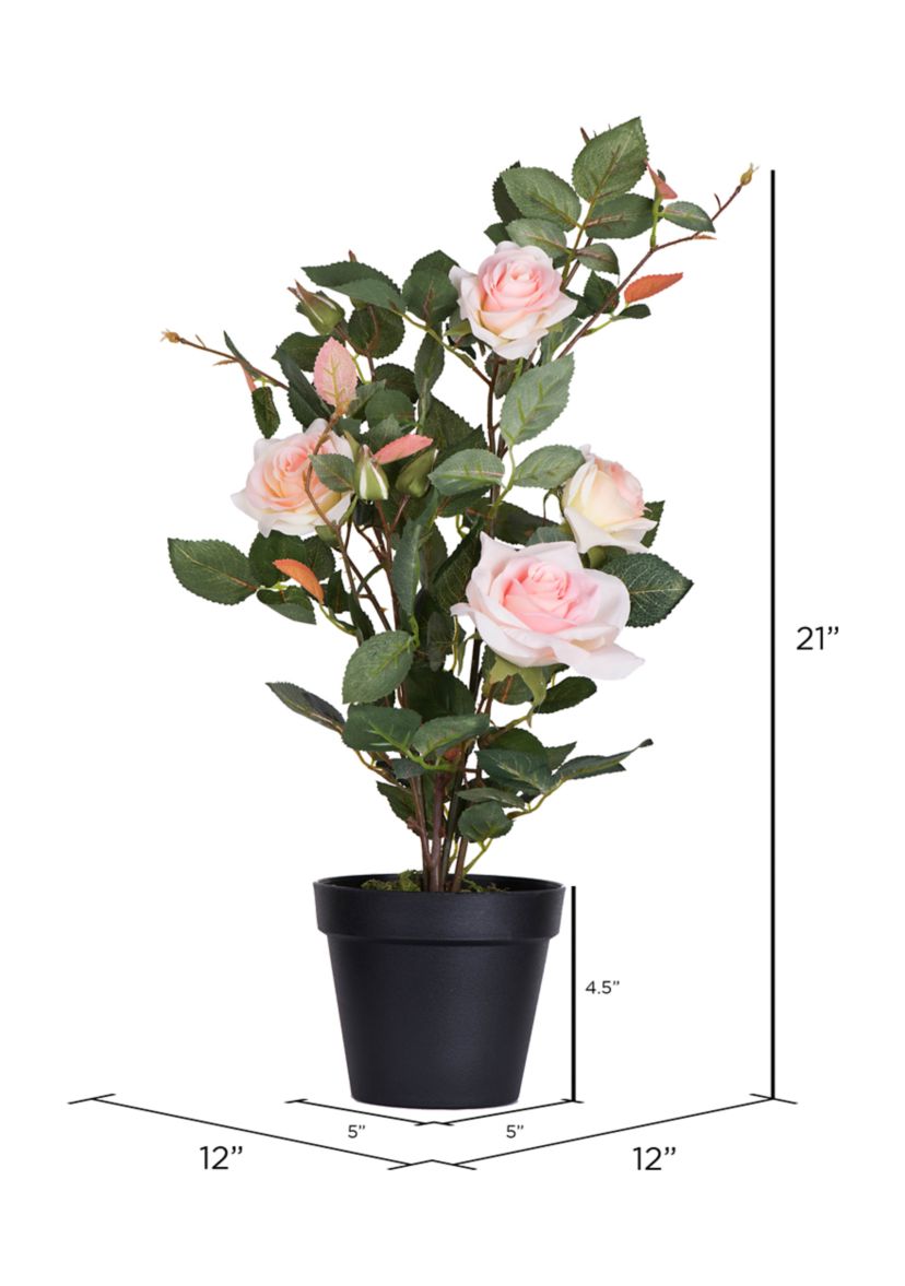 Potted Pink Rose Plant